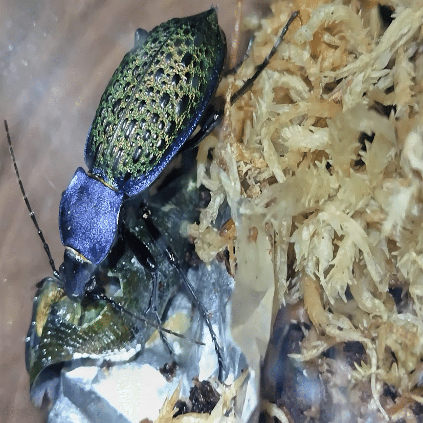 エリスカブリモドキ飼育録｜おさこじき