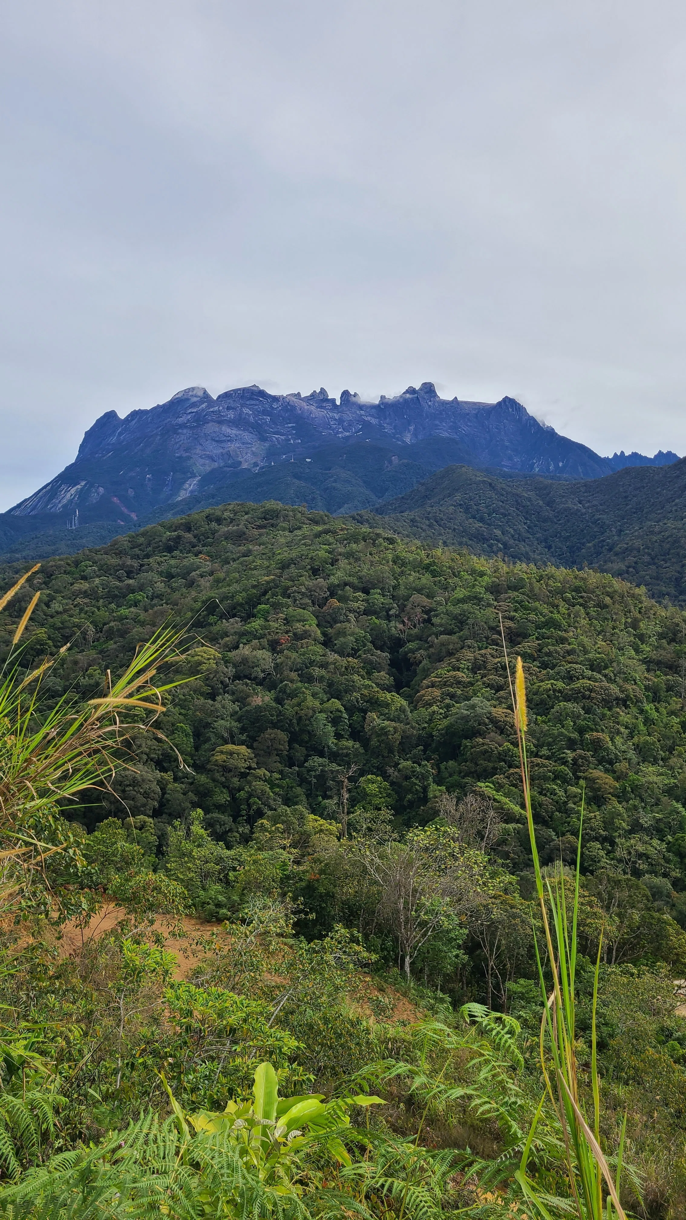 ボルネオ島 昆虫採集紀行④ 🇲🇾｜キヨタミ