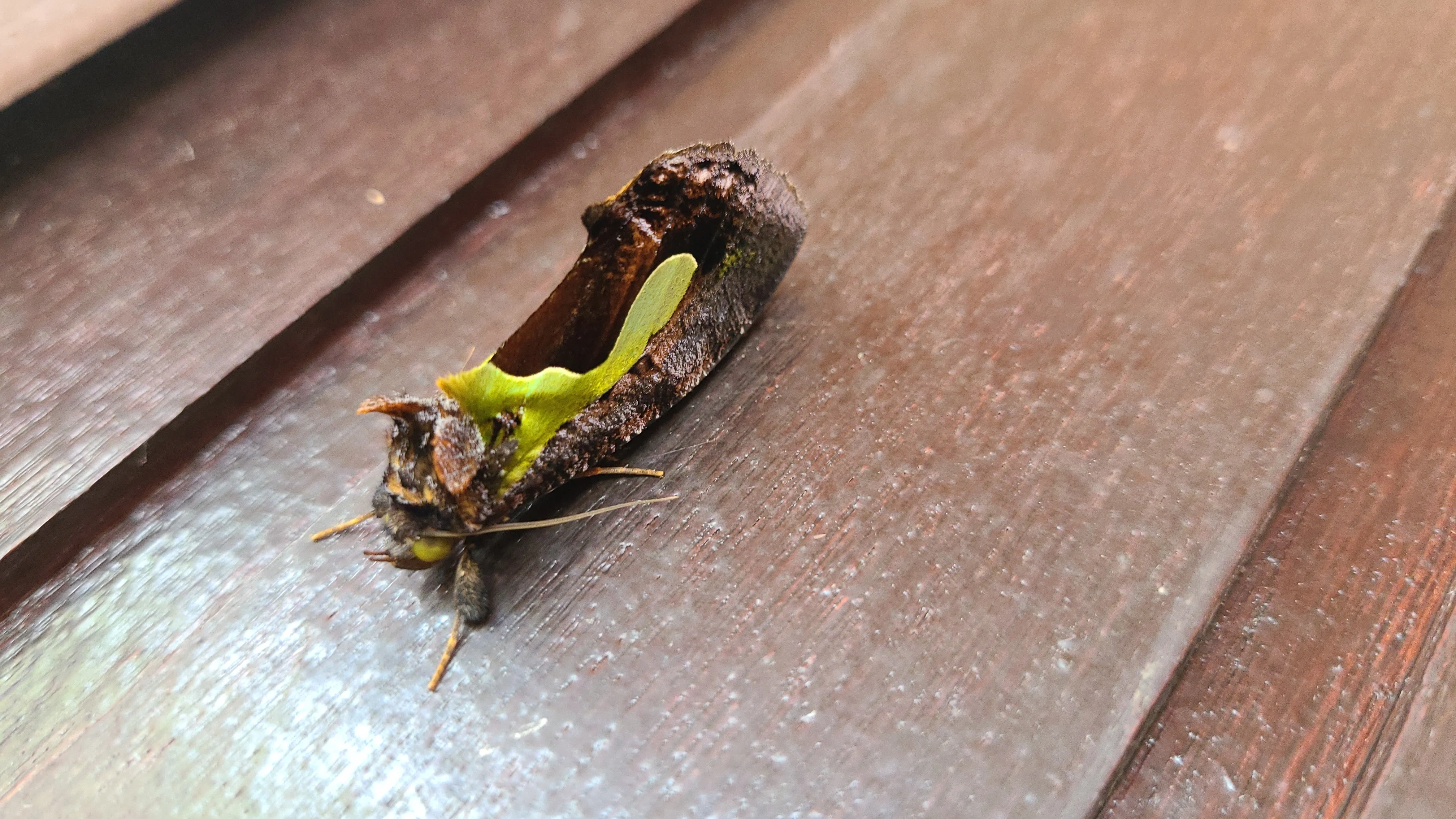 ボルネオ島 昆虫採集紀行④ 🇲🇾｜キヨタミ
