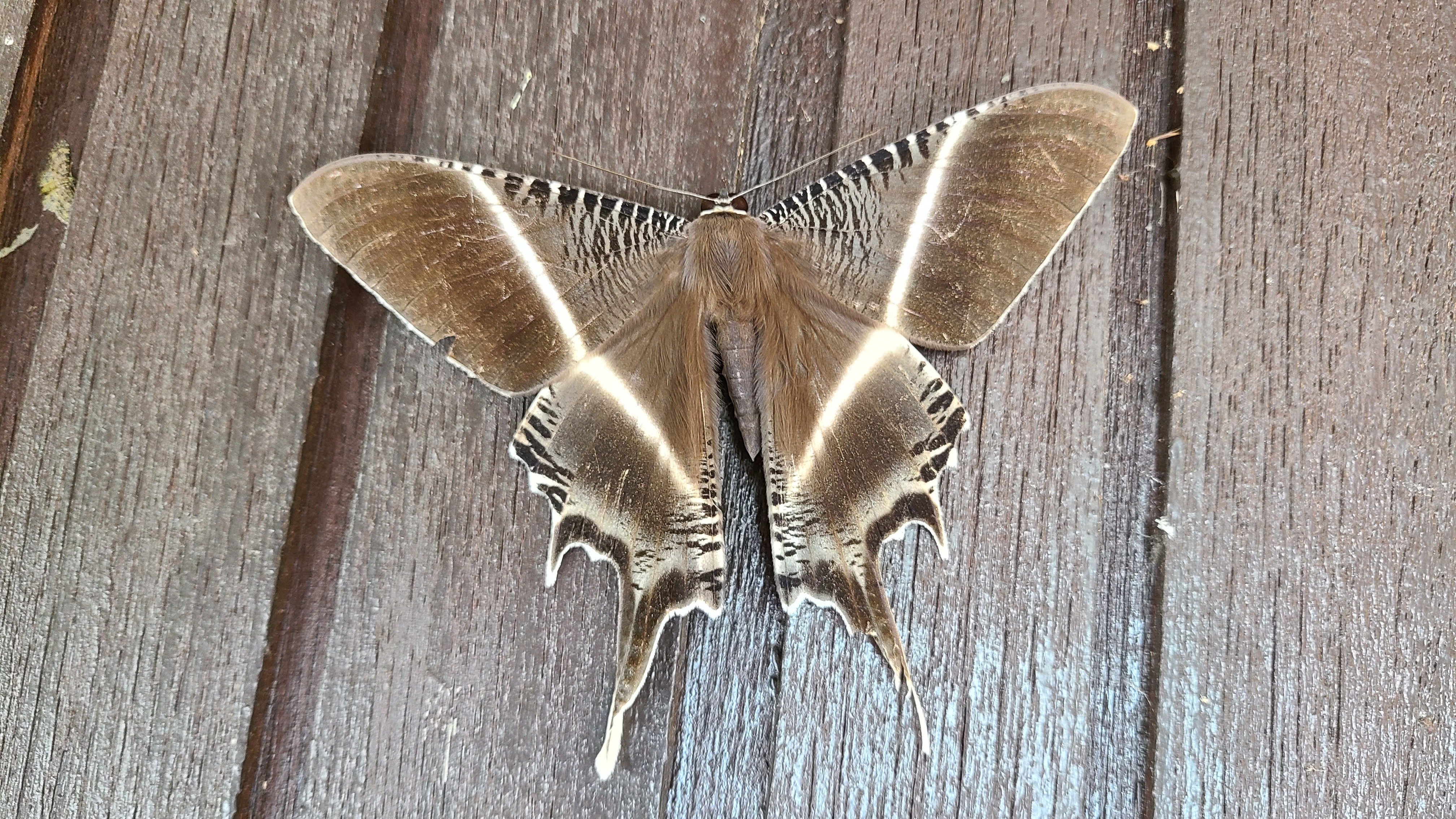 ボルネオ島 昆虫採集紀行④ 🇲🇾｜キヨタミ