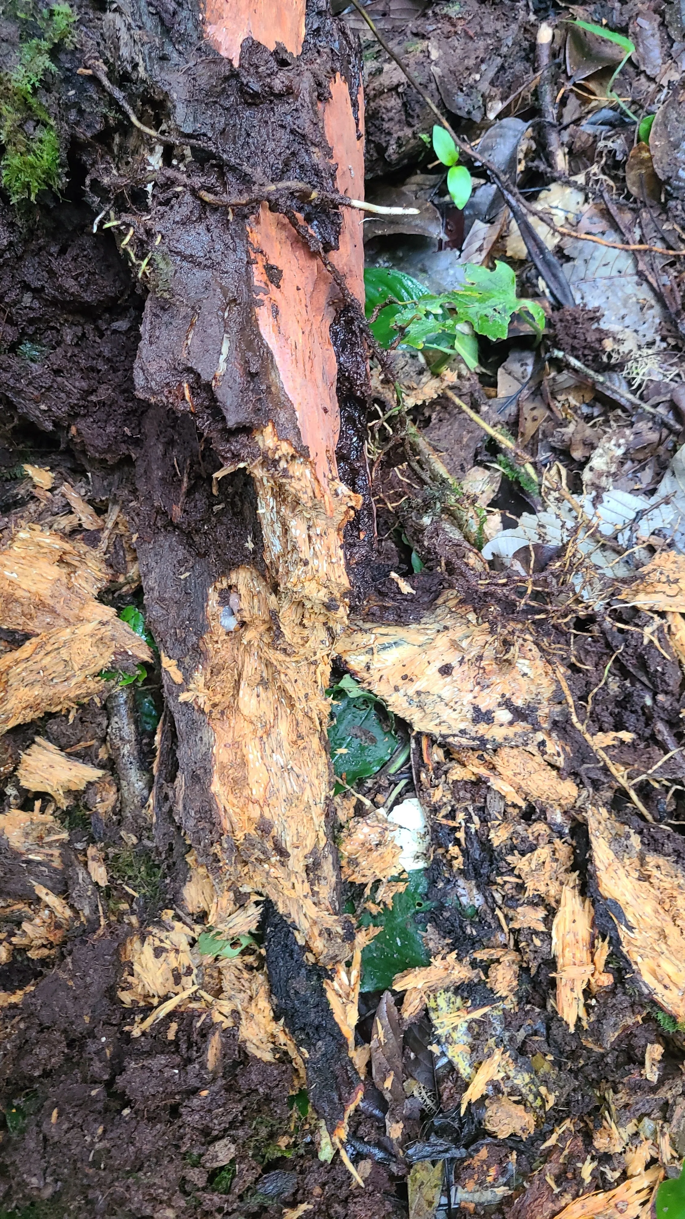 ボルネオ島 昆虫採集紀行④ 🇲🇾｜キヨタミ