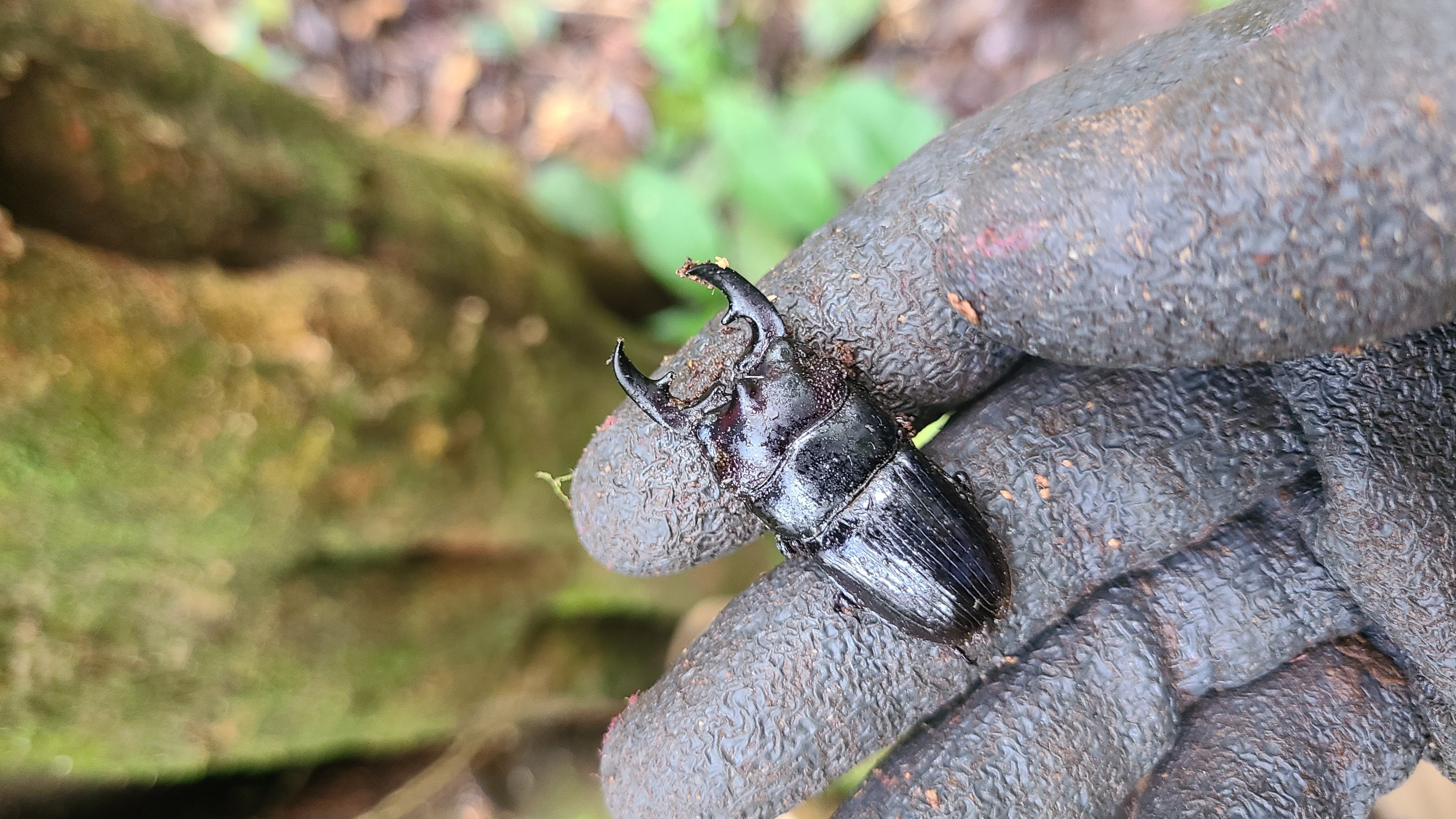 ボルネオ島 昆虫採集紀行④ 🇲🇾｜キヨタミ