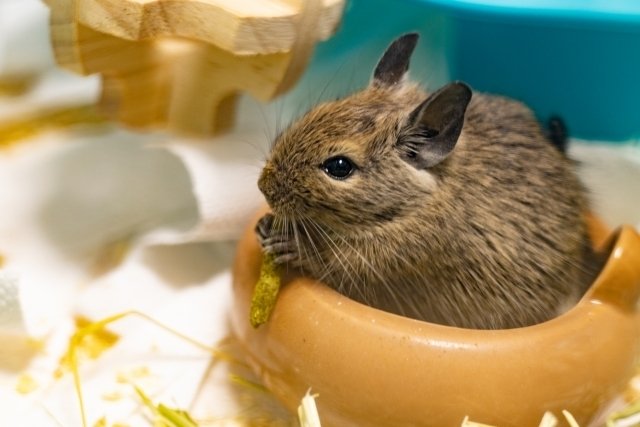 デグー初心者｜飼うために必要なアイテム【全部まとめました】─2025