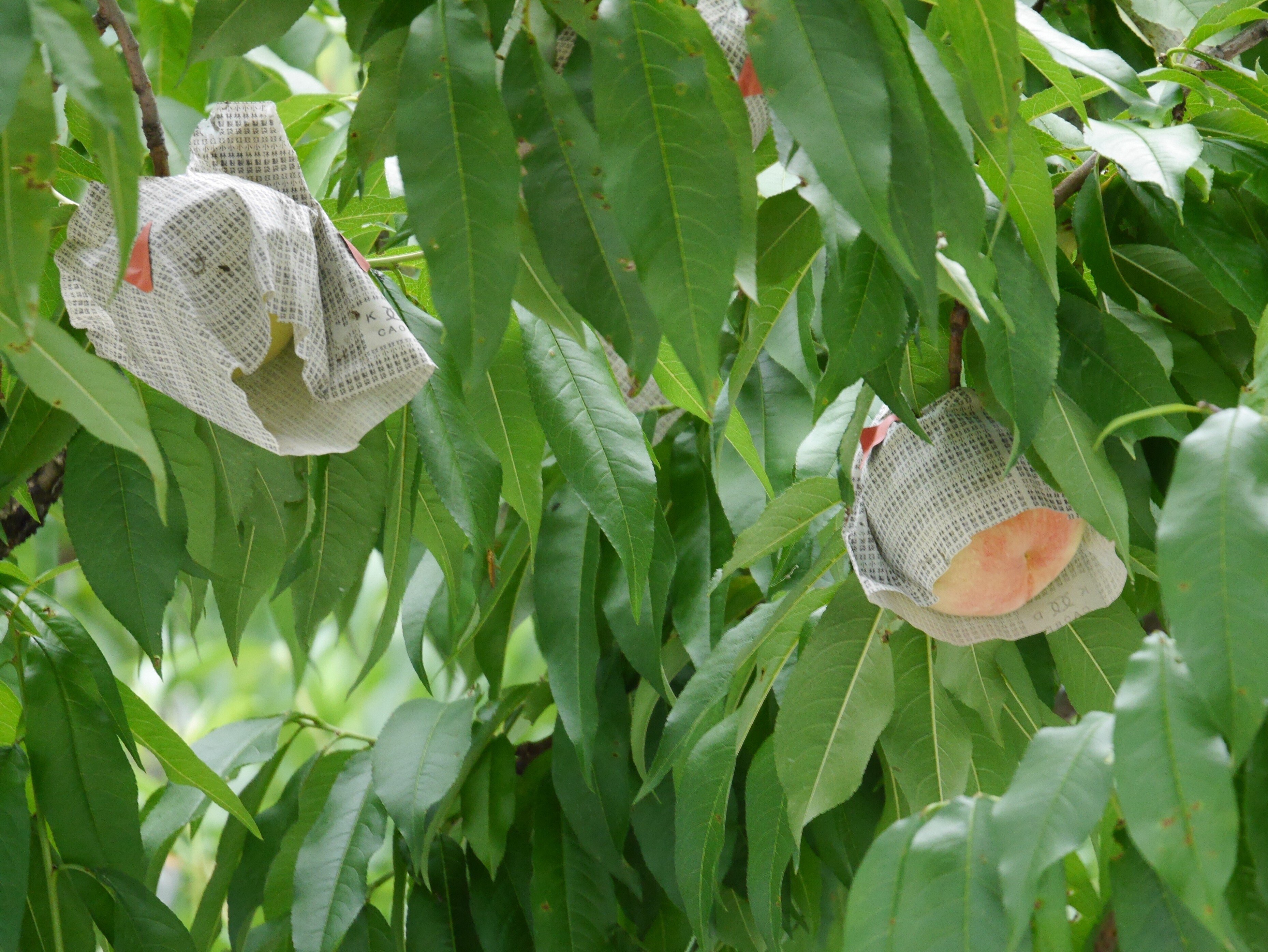 7月20日 「桃源郷・あら川の桃」に想う｜高坂正澄
