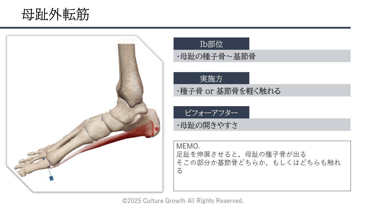 運動器官にトータルアプローチ！体幹バランス調整導入プログラム 小脳