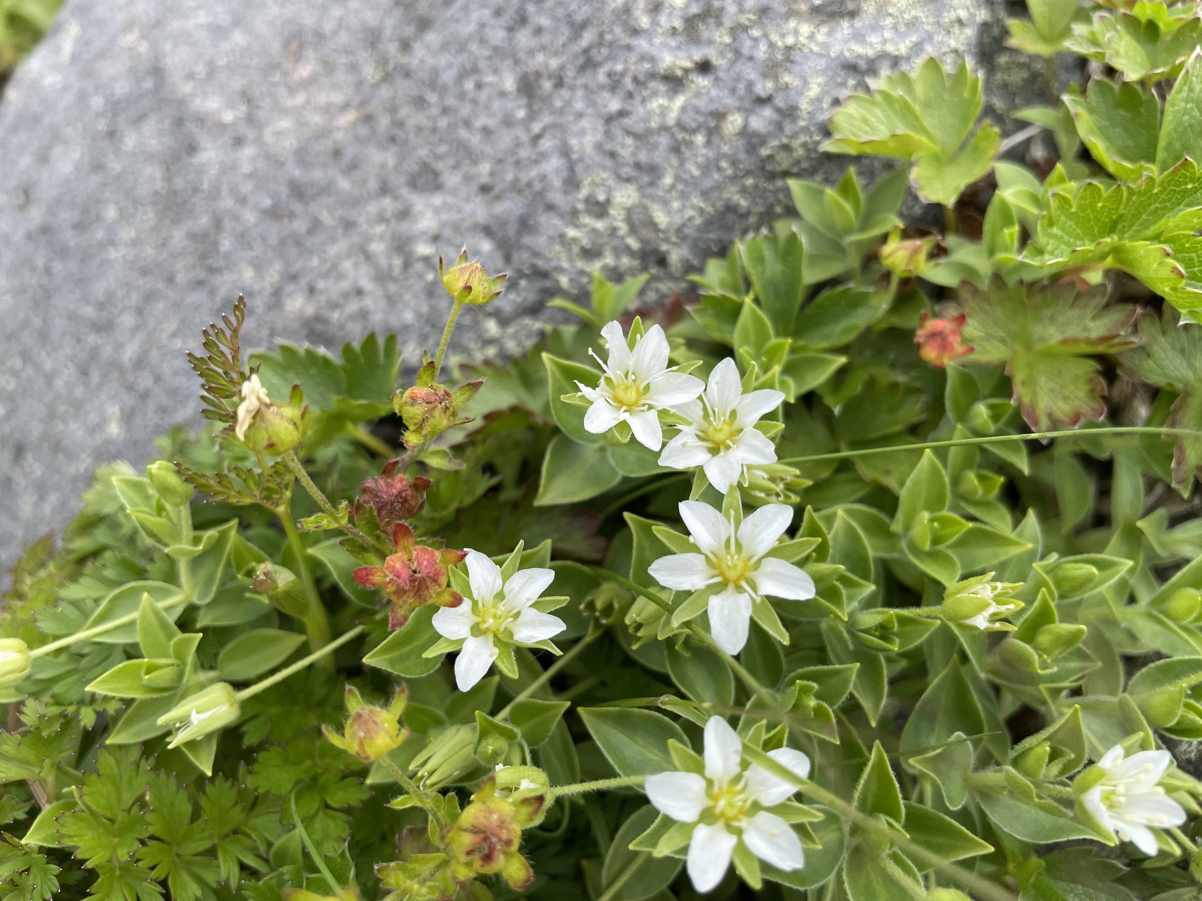 【中古】 鳥海山の植物 鳥海山の花々｜はちべー