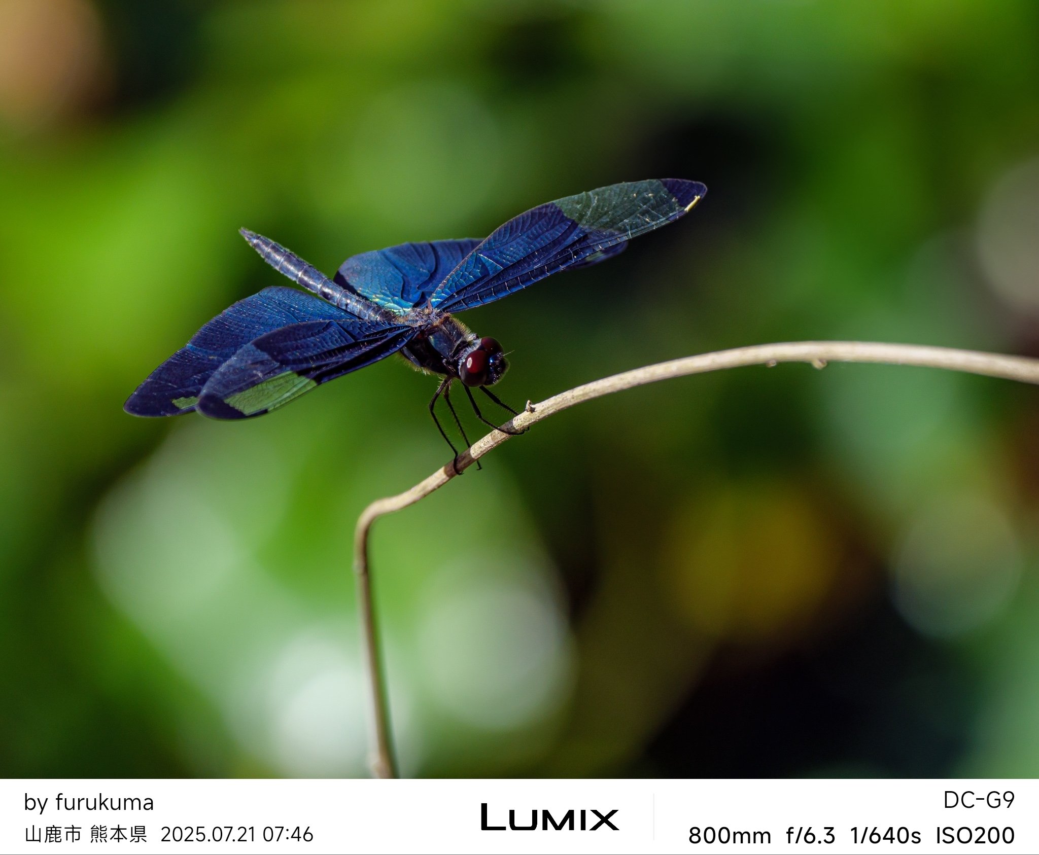 ヘレンド　テーブルベル　小鳥　チョウ　トンボ アポニー・オレンジ] ミニティーポットチョウ