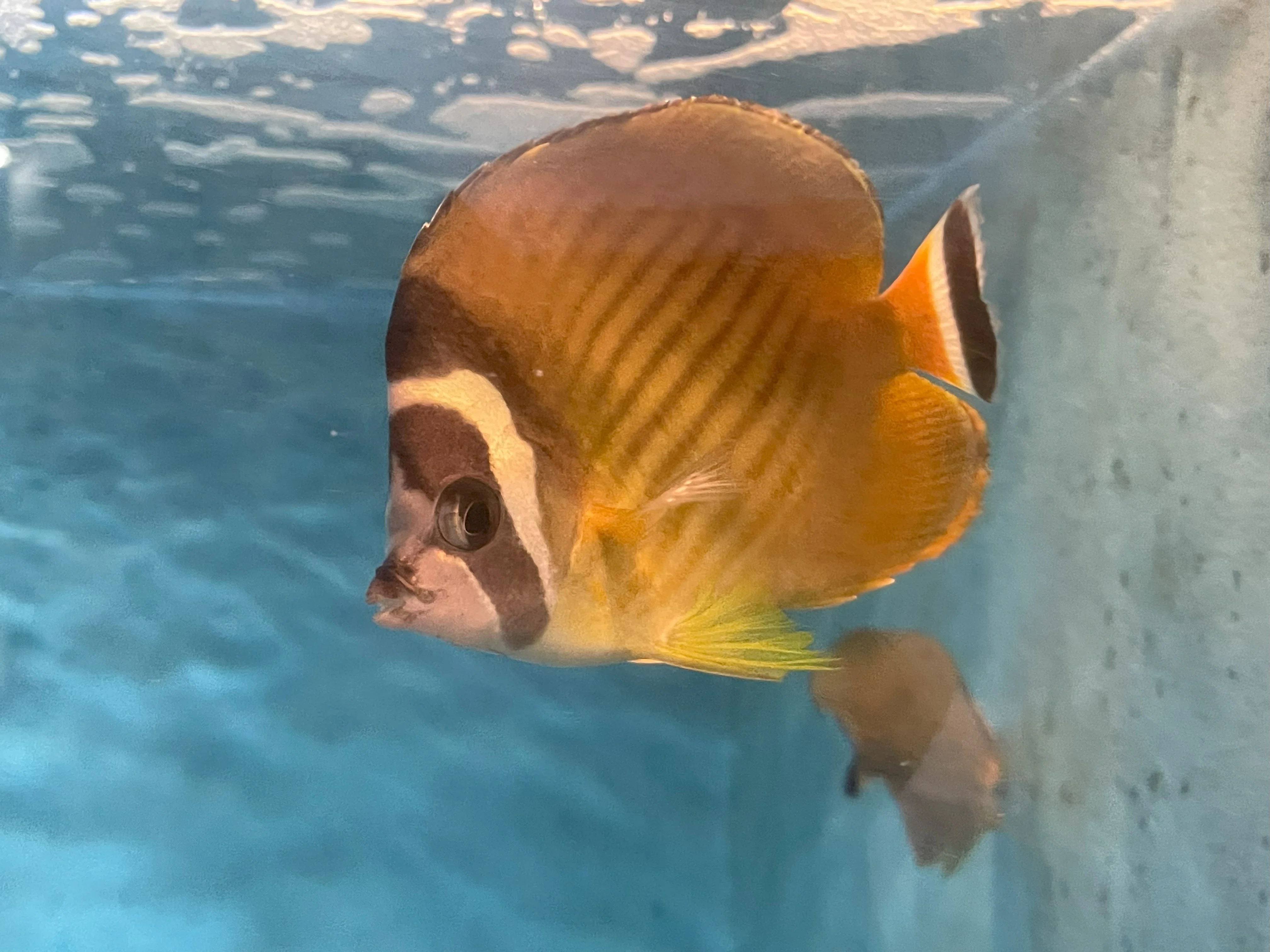 ツキチョウチョウウオ《展示動物解説》｜桂浜水族館 公式