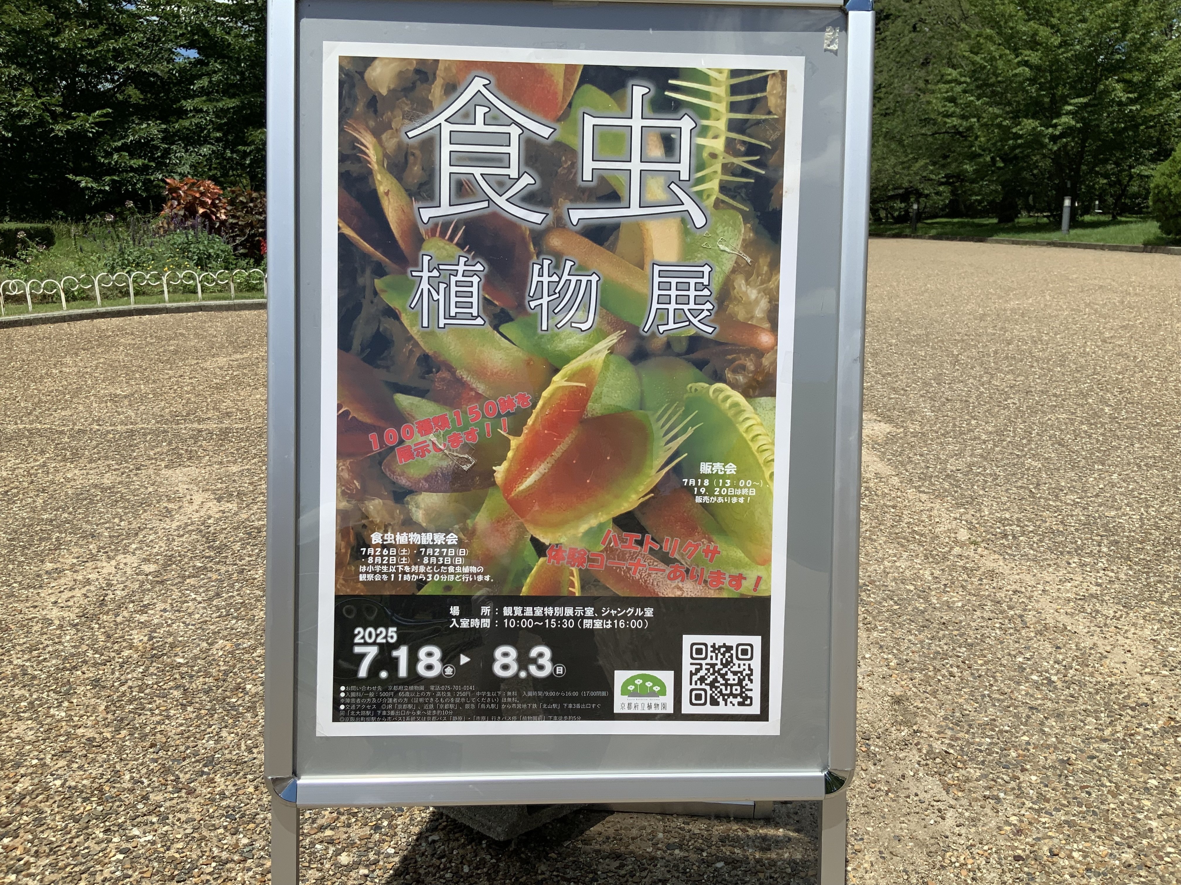 食虫植物（京都府立植物園）：2025年7月26日（土）｜藤井秀昭（『京都