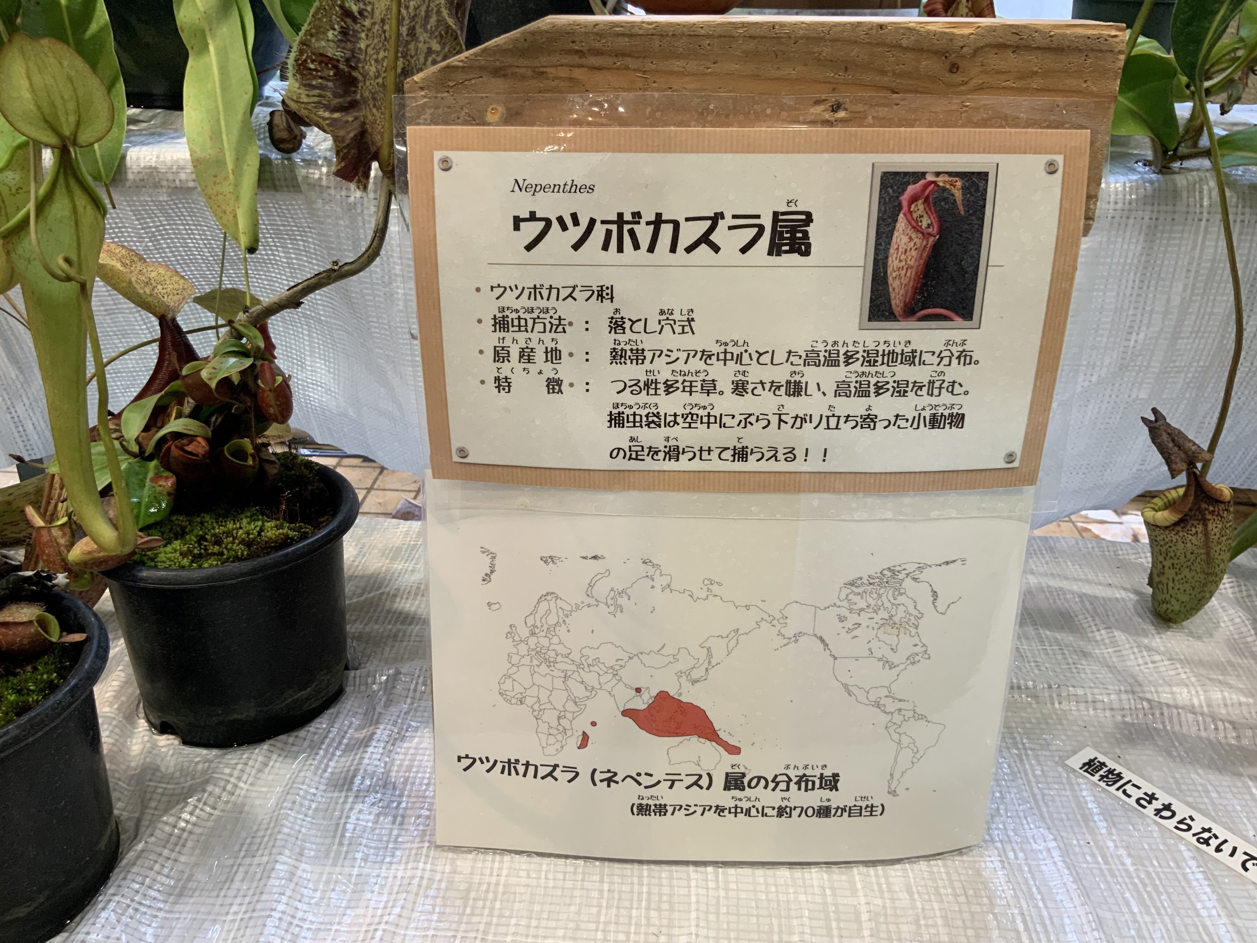 食虫植物（京都府立植物園）：2025年7月26日（土）｜藤井秀昭（『京都