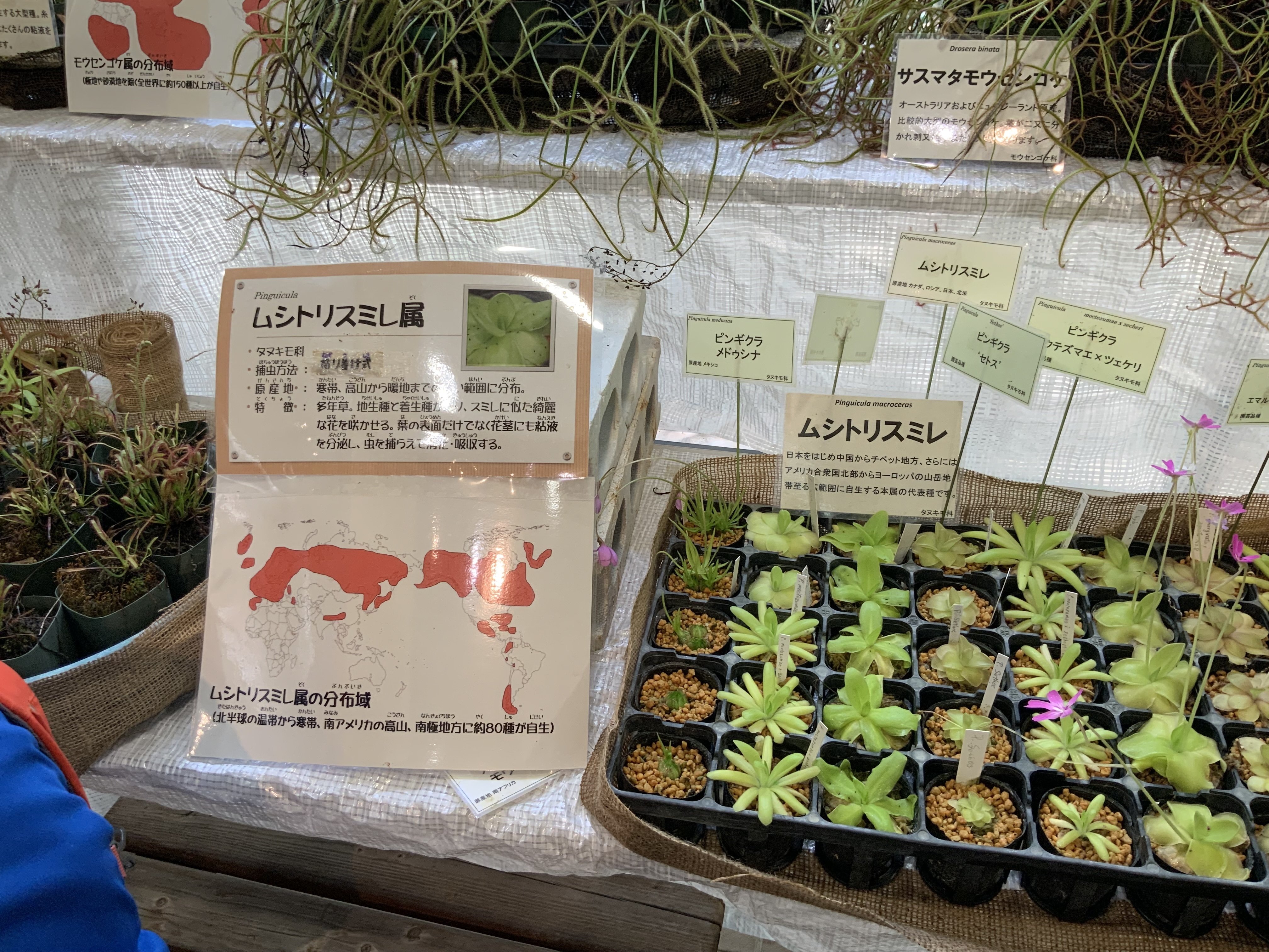 食虫植物（京都府立植物園）：2025年7月26日（土）｜藤井秀昭（『京都