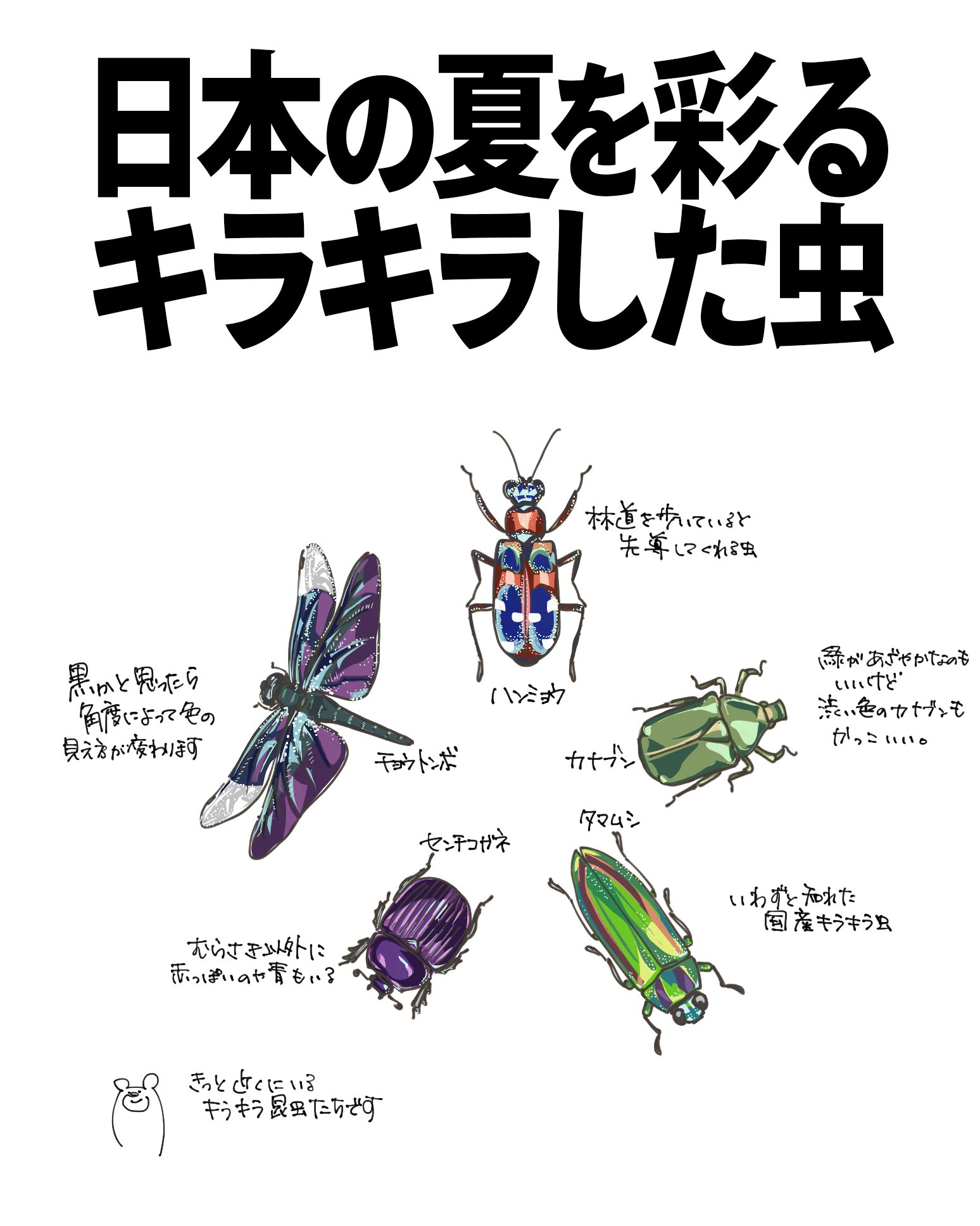 日本の夏を彩るキラキラした虫｜くますけ｜自然ガイド・クリエイター