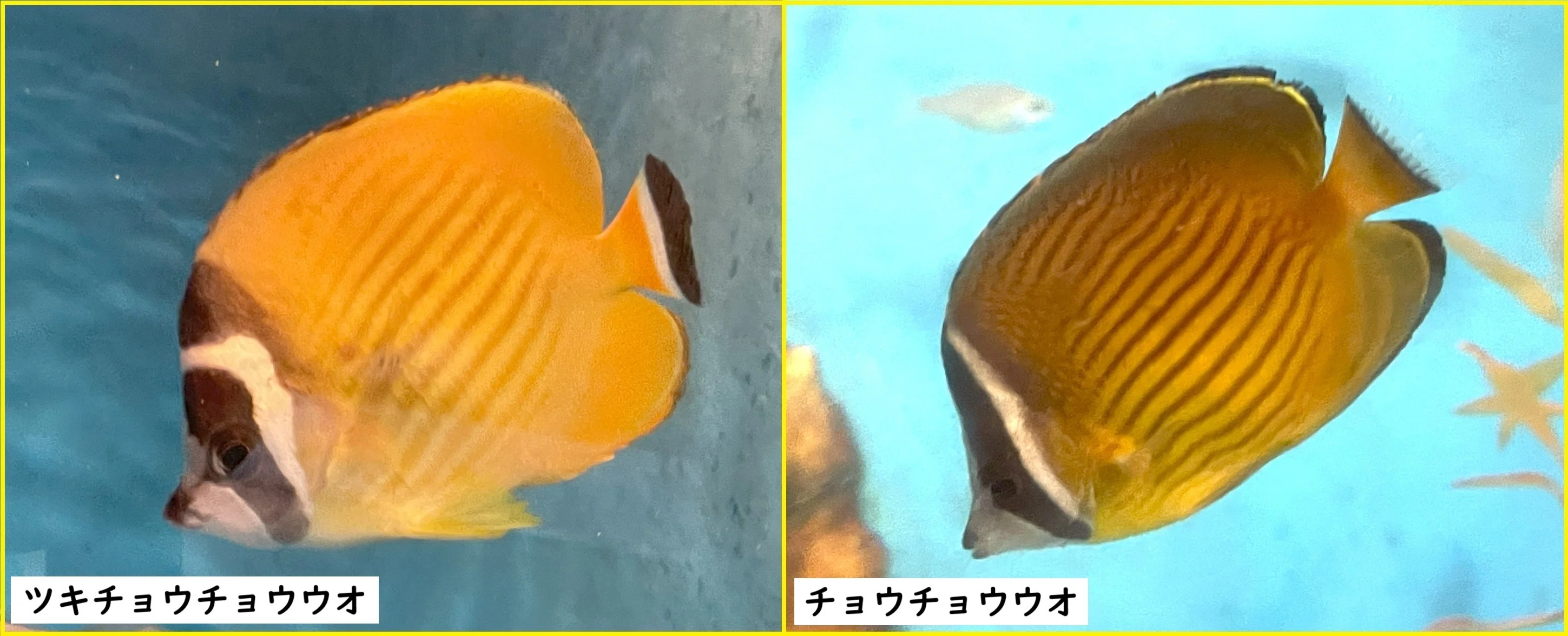 ツキチョウチョウウオ《展示動物解説》｜桂浜水族館 公式