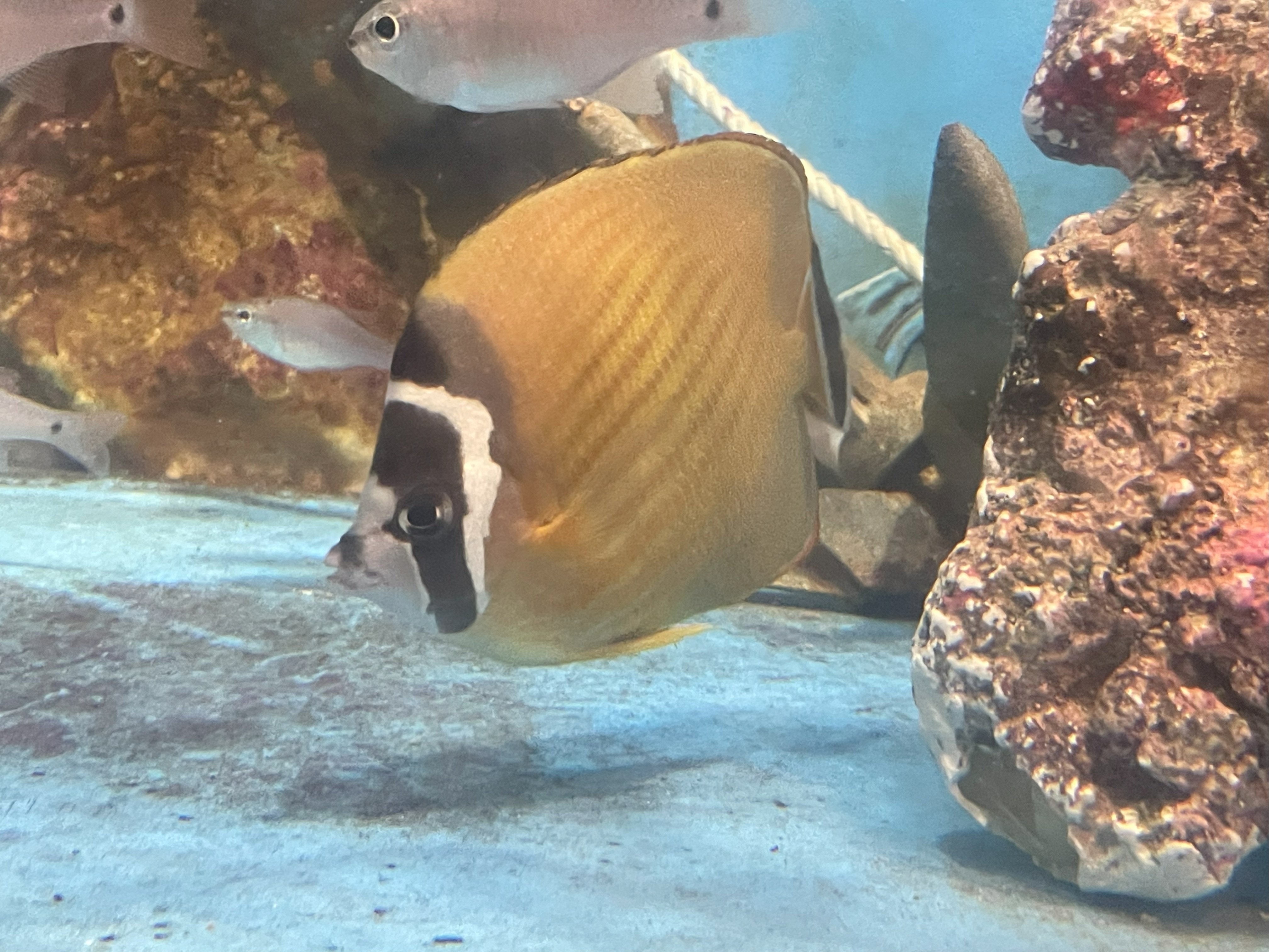 ツキチョウチョウウオ《展示動物解説》｜桂浜水族館 公式