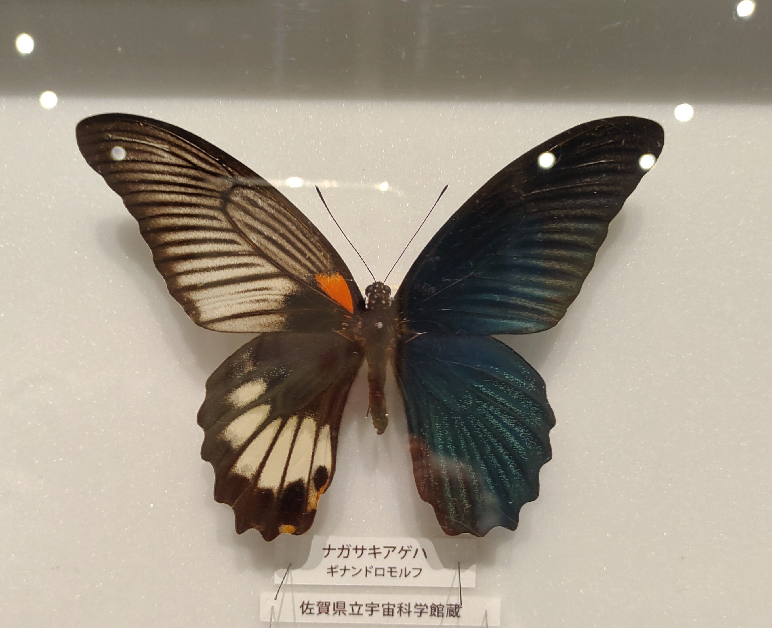 コノハチョウ（1オス、スリランカ産） コノハチョウ族のページ