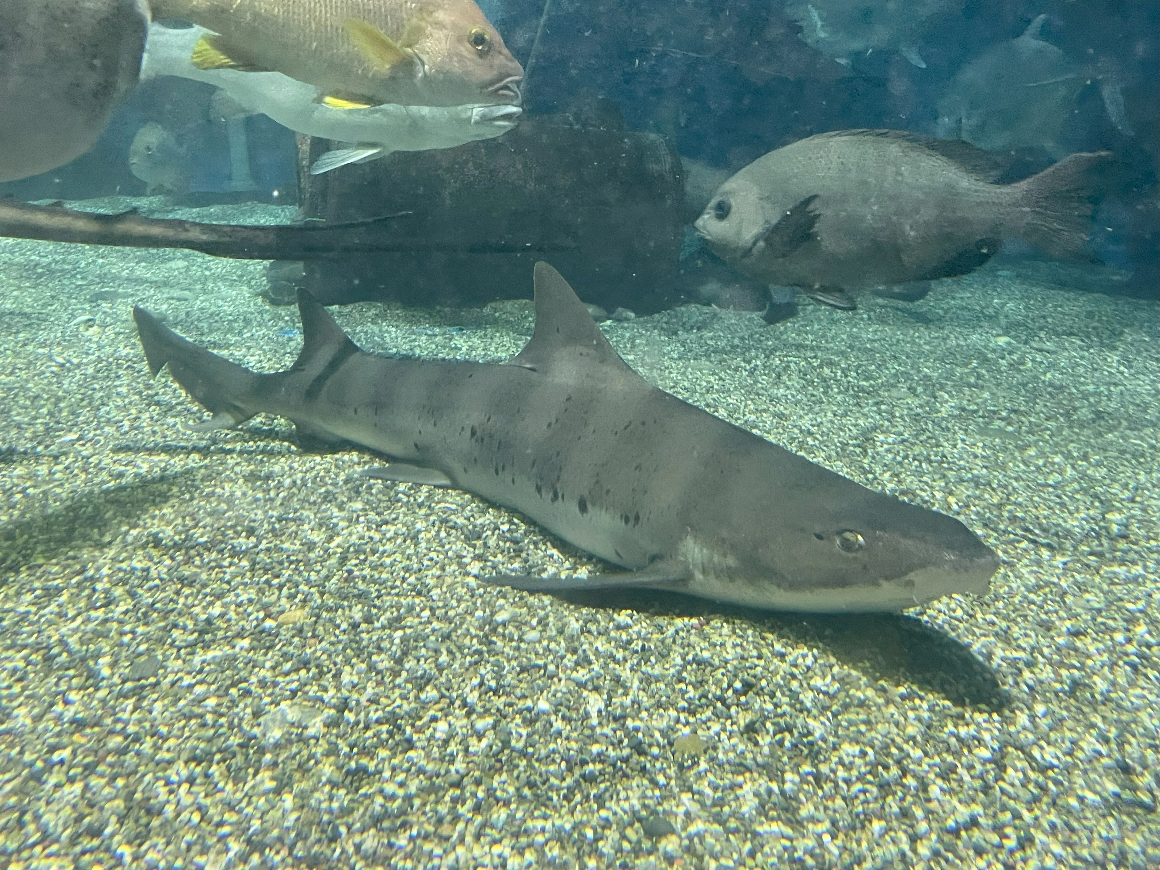 ドチザメ ベビー 生体 海水魚 観賞魚 ドチザメ ベビー【近海産】 | 海水魚図鑑（過去入荷）,海水魚,サメ