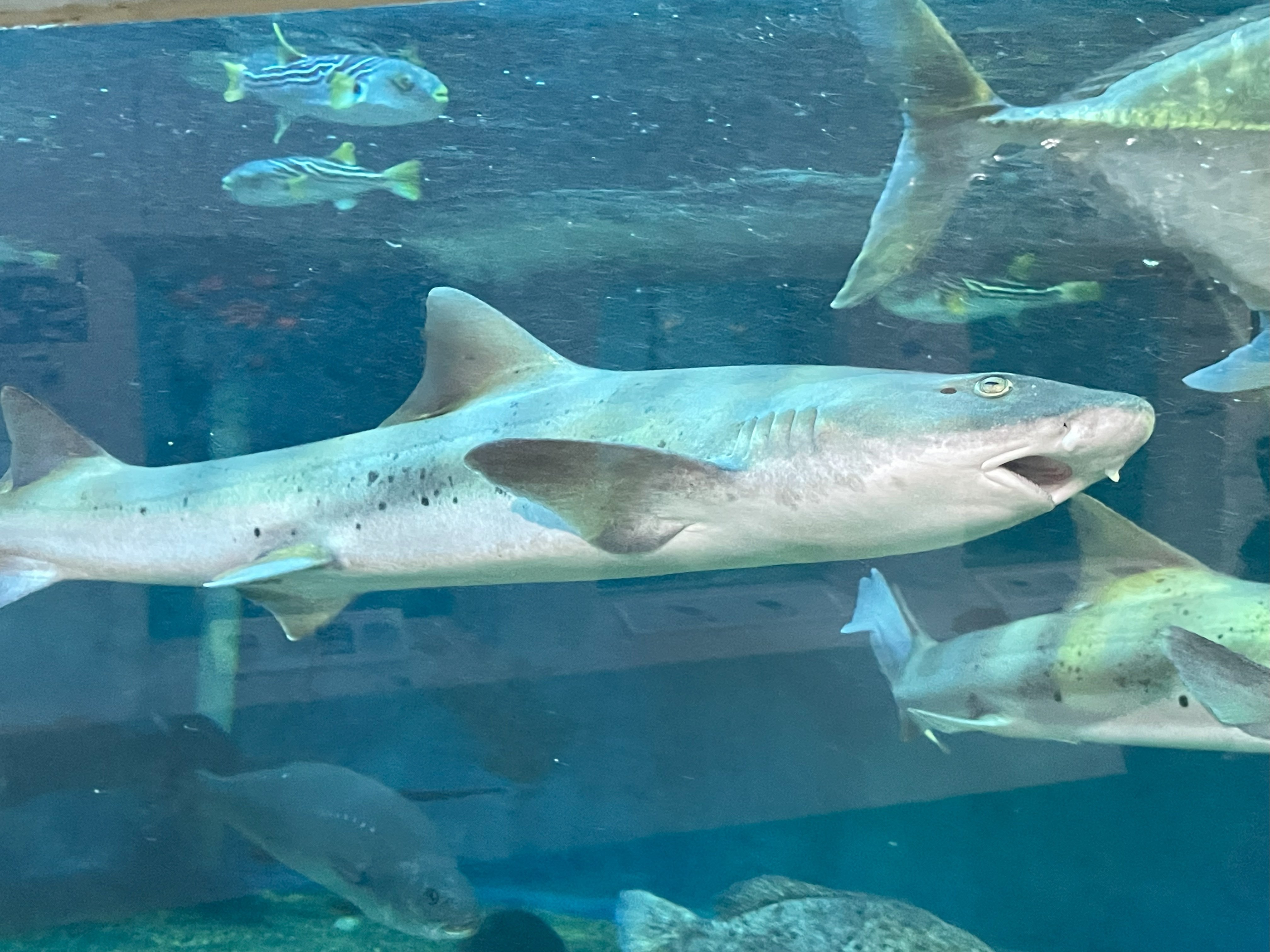 ドチザメ ベビー 生体 海水魚 観賞魚 ドチザメ【近海産】 | 海水魚図鑑（過去入荷）,海水魚,サメ・エイ