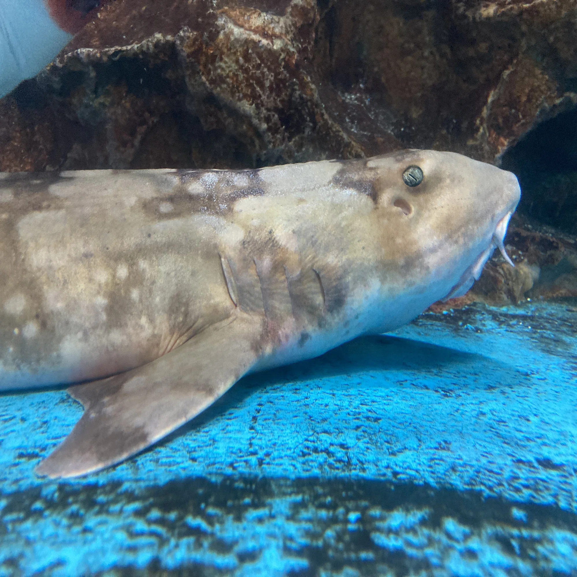 シロボシテンジク《展示動物解説》｜桂浜水族館 公式