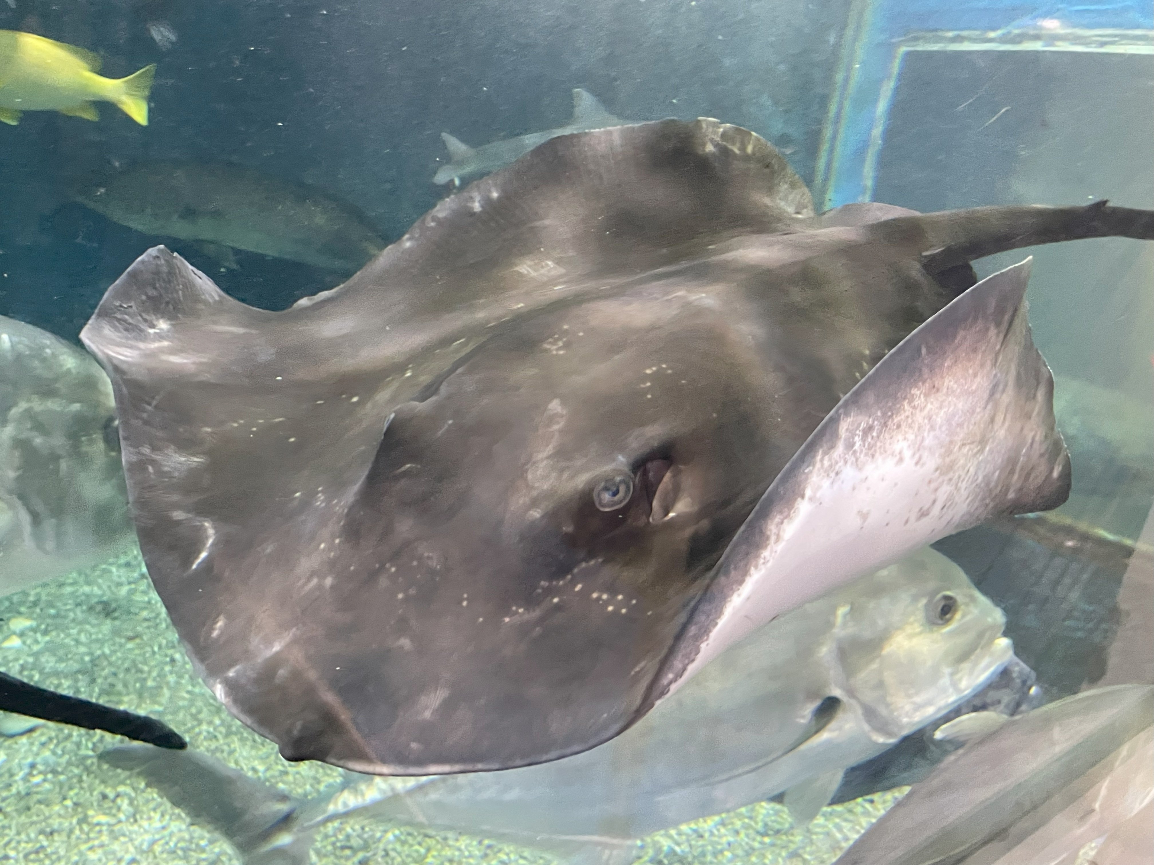 ホシエイ《展示動物解説》｜桂浜水族館 公式