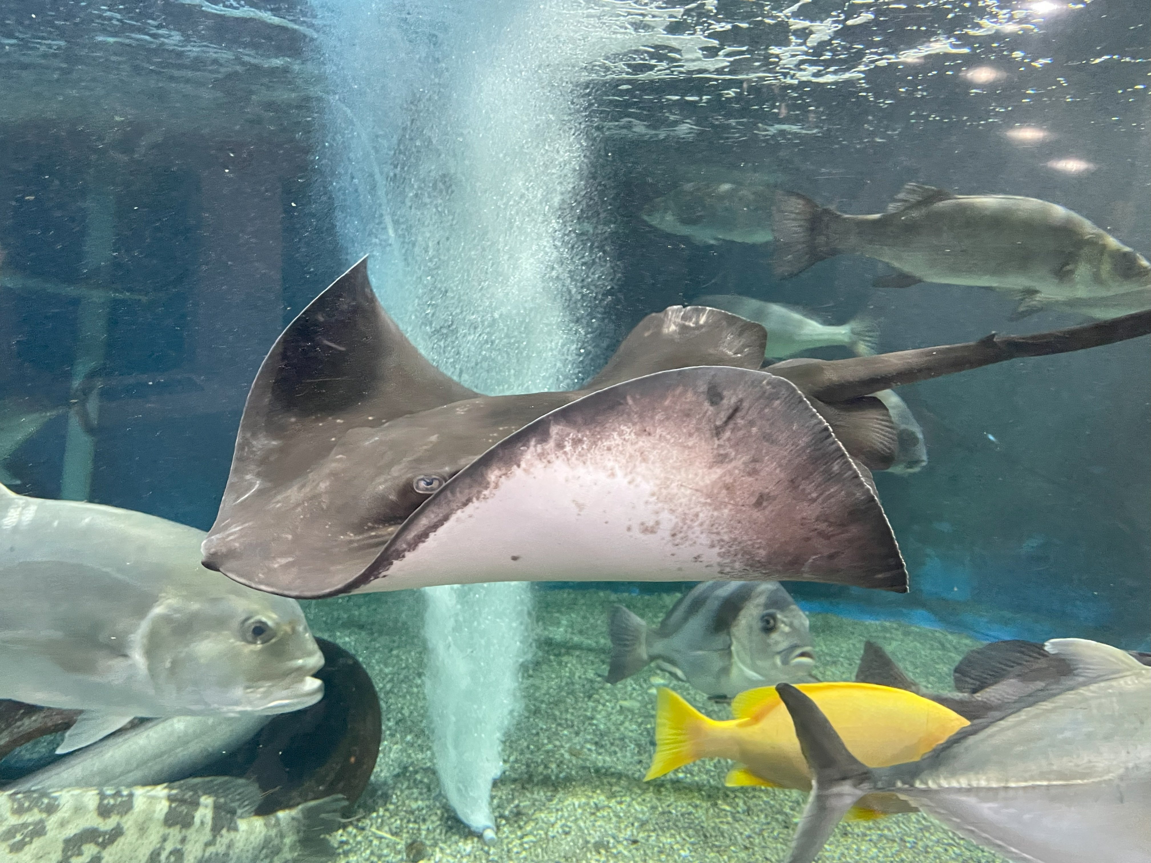 ホシエイ《展示動物解説》｜桂浜水族館 公式