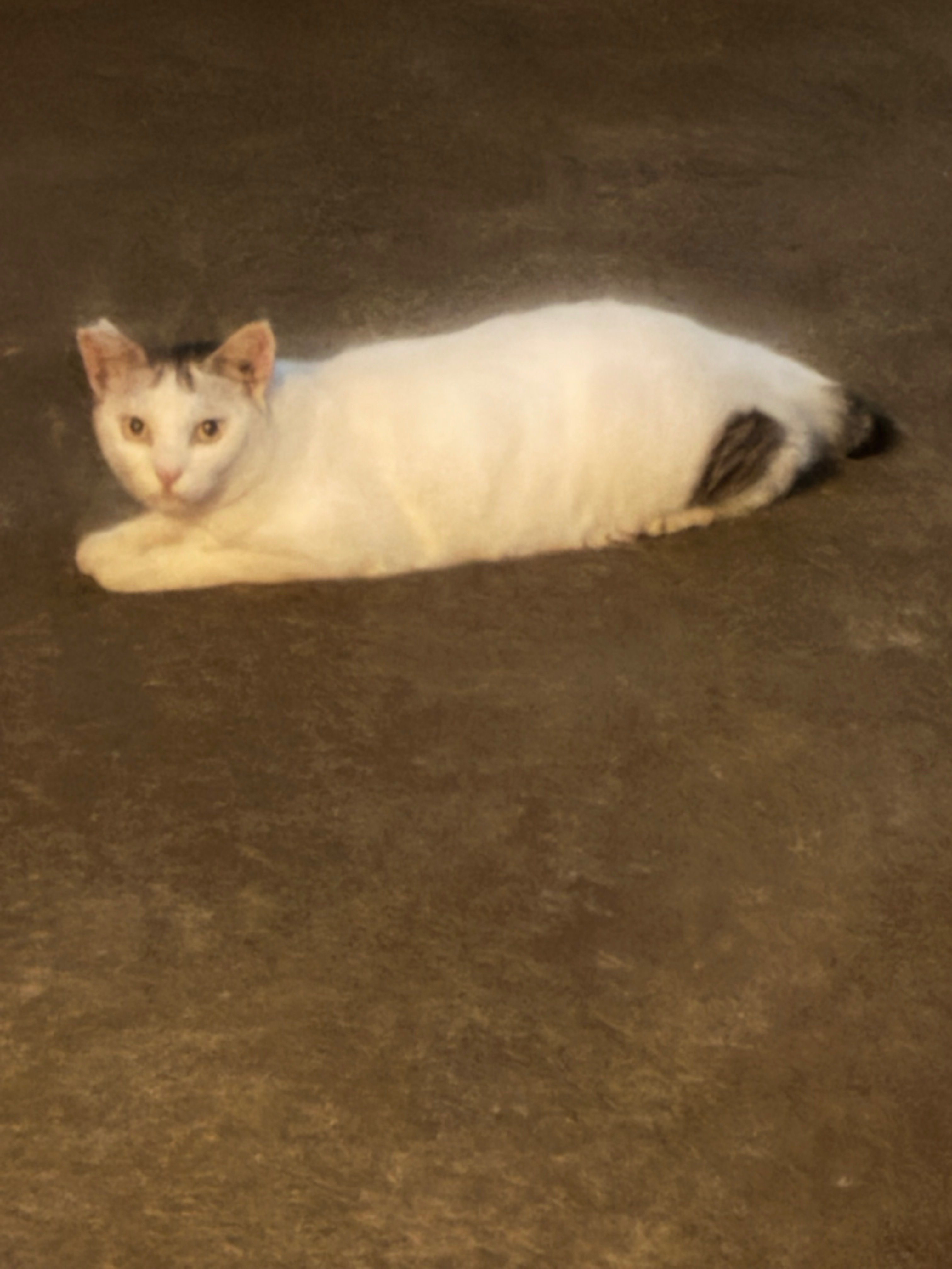 夜の千住、路地猫いるかな 宿場町通りの街灯に北斎の富嶽三十六景が