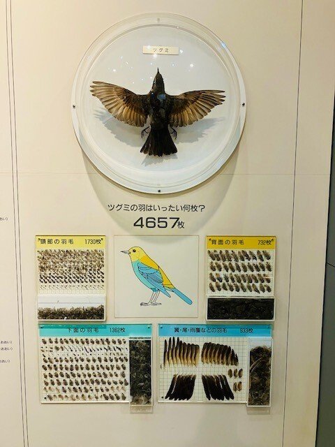 千葉手賀沼の自然を描く,日下賢二,6号油彩,手賀沼名物の白鳥の群れ,野鳥作家 野鳥が好きです!#183我孫子市手賀沼沿い「鳥の博物館」｜take
