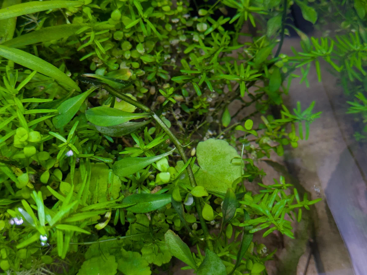 侘び草の水槽にベタをお迎えしました｜詢