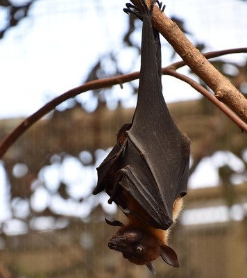 コウモリくらやみをいく: めずらしい小動物の生活 (生きものばんざい 7) 家に住みつくコウモリは1種類のみ｜日本に生息する全34種類一覧