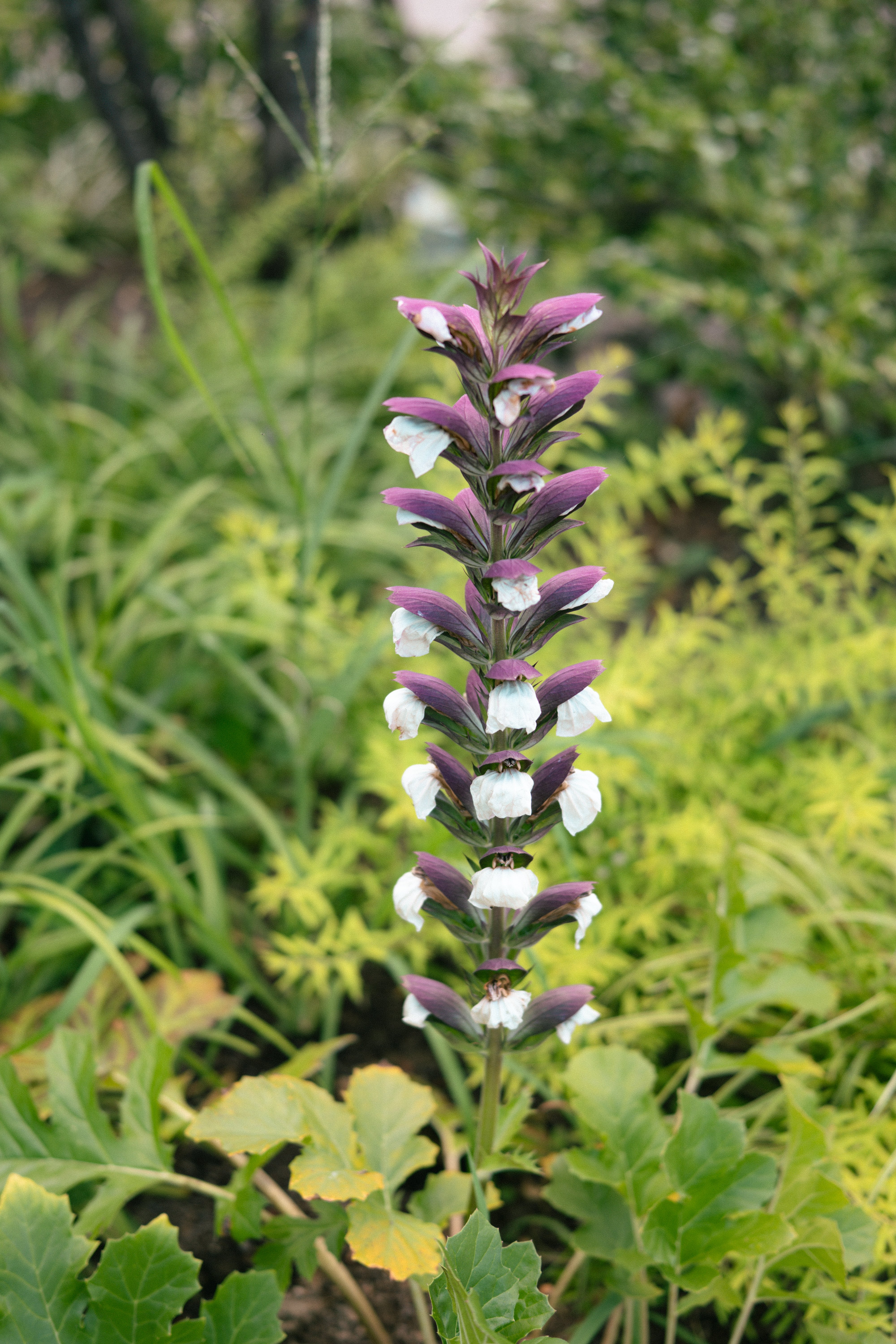 S9と行く 菊水酒造 KIKUSUI蔵GARDEN｜オレソト/あした俺は外に出る