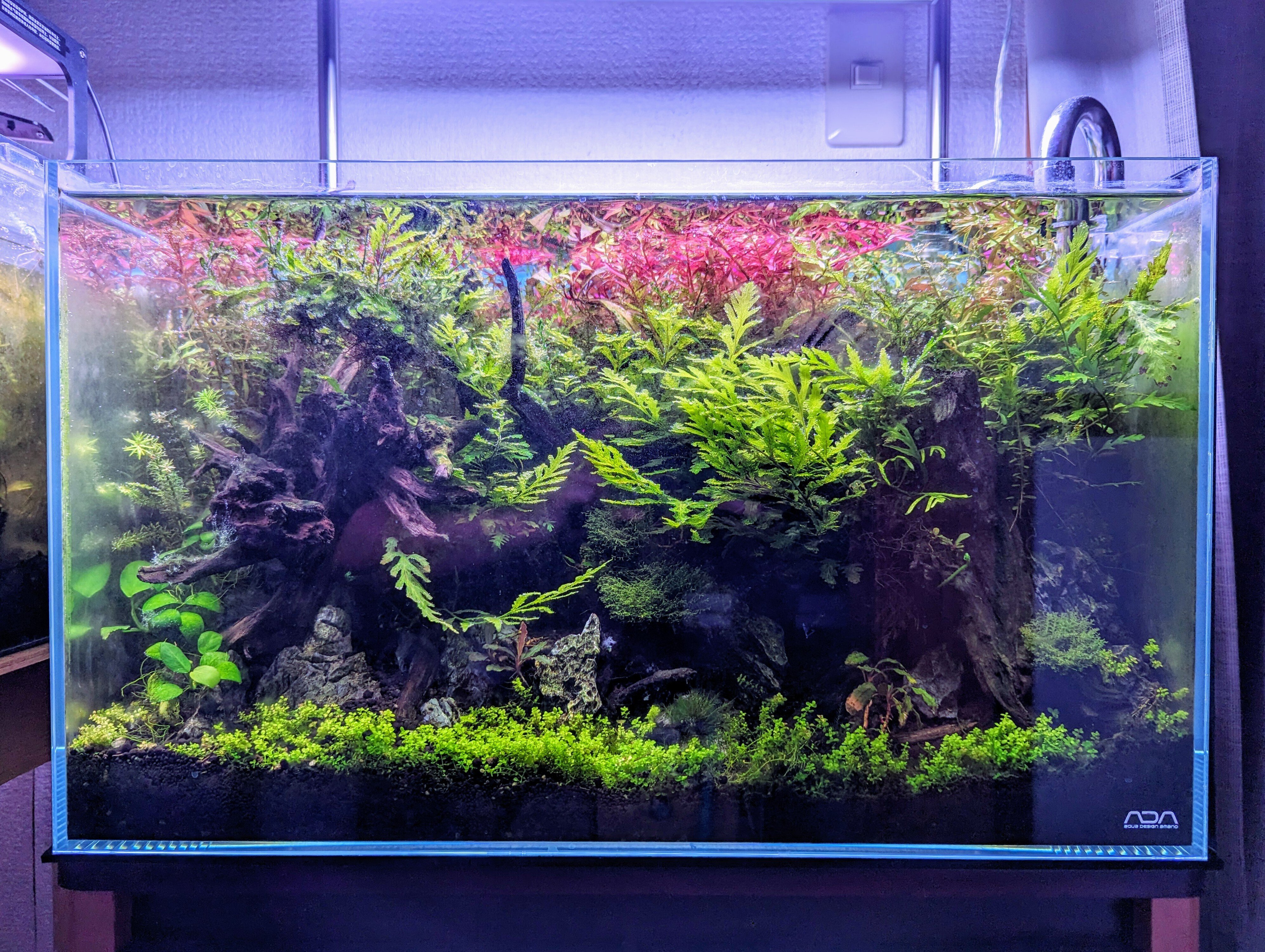 🌱【30cmキューブ水槽・成長記録 Week7】高温でも崩れない環境づくりへ