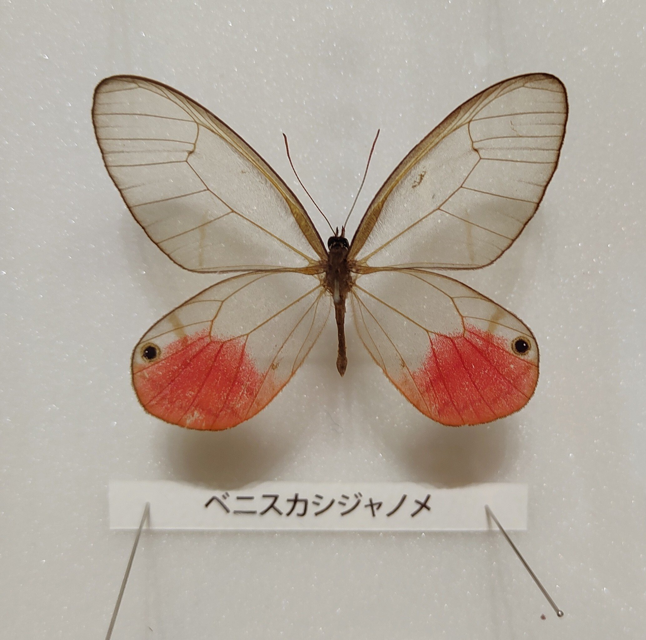 雌雄嵌合体の蝶とクワガタムシ｜かえる