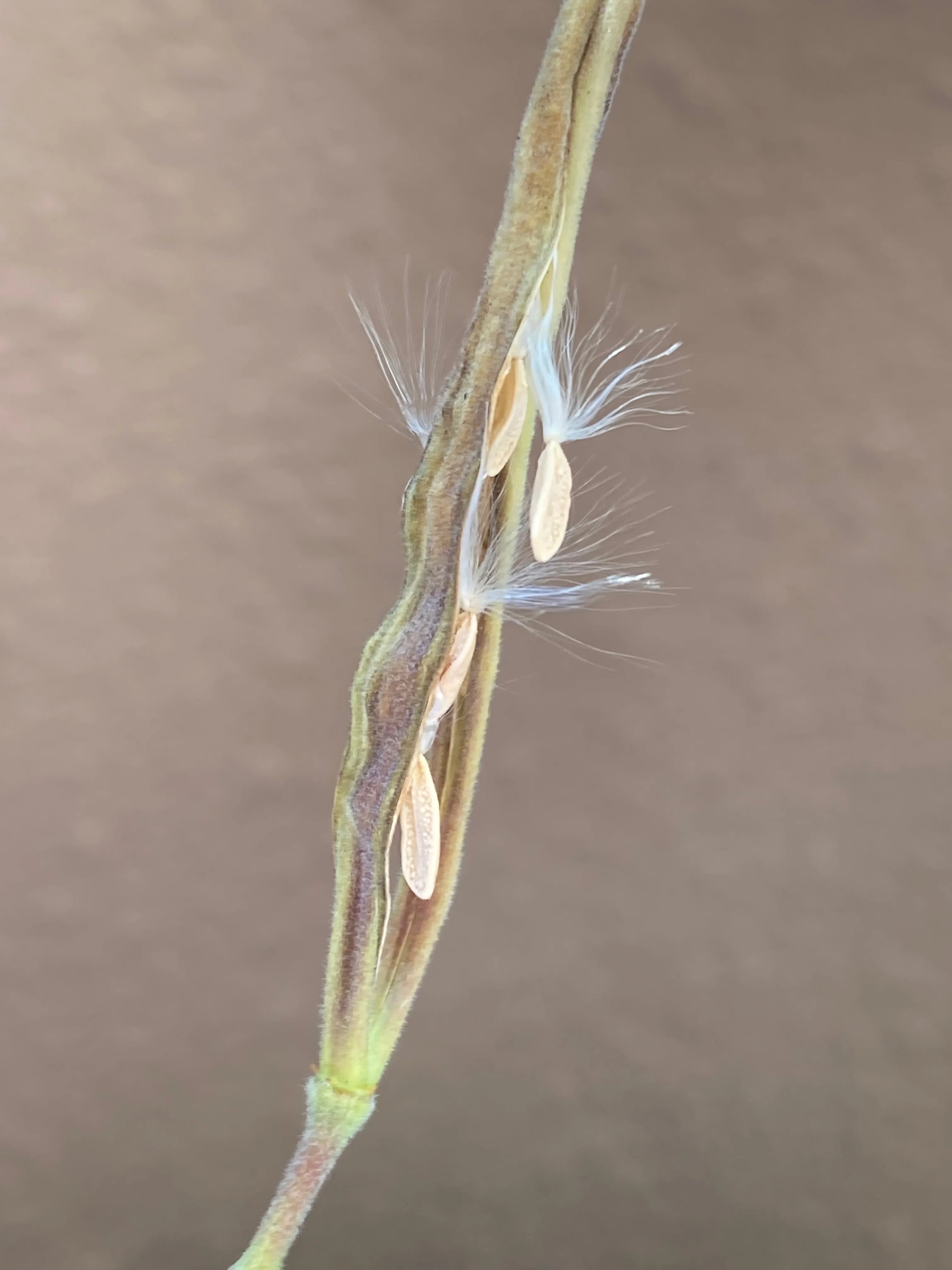 グラキリス、自家受粉で種がとれました！｜ベランダ園芸家 げここ
