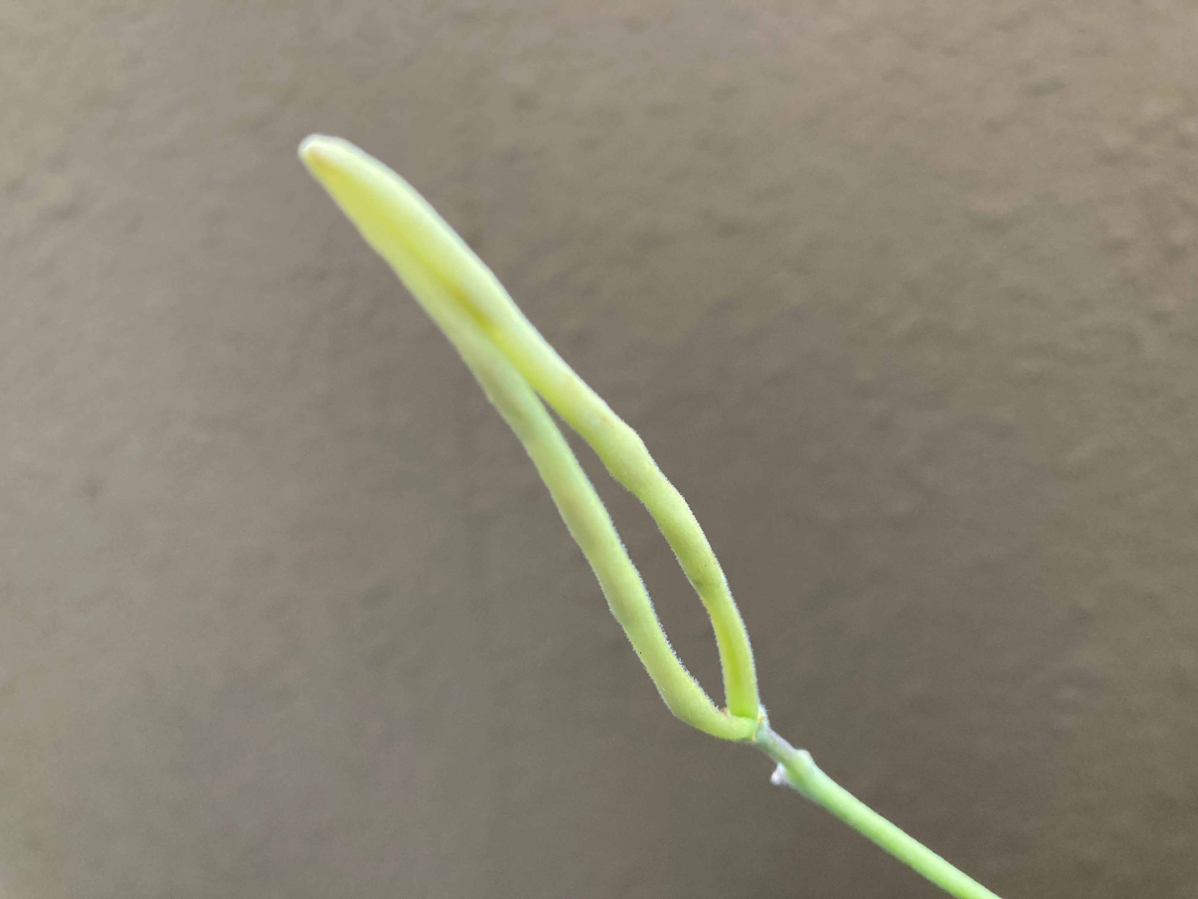 グラキリス、自家受粉で種がとれました！｜ベランダ園芸家 げここ