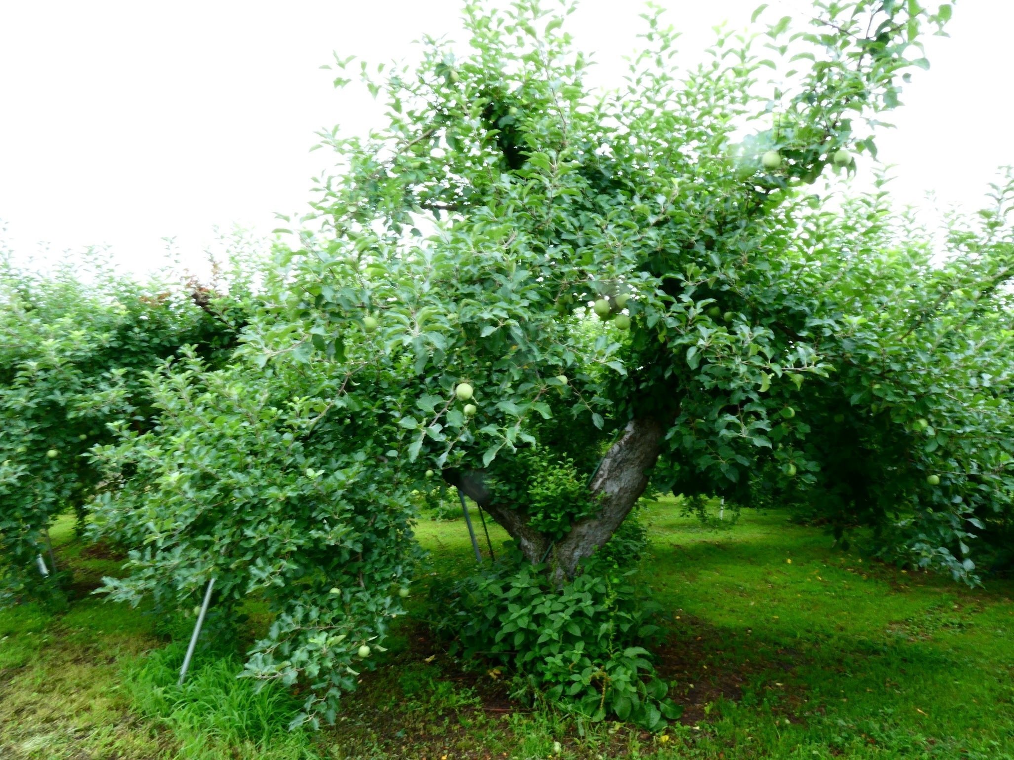 りんごの生育レポート＃2025年7月｜クニミノマド オーナー制度