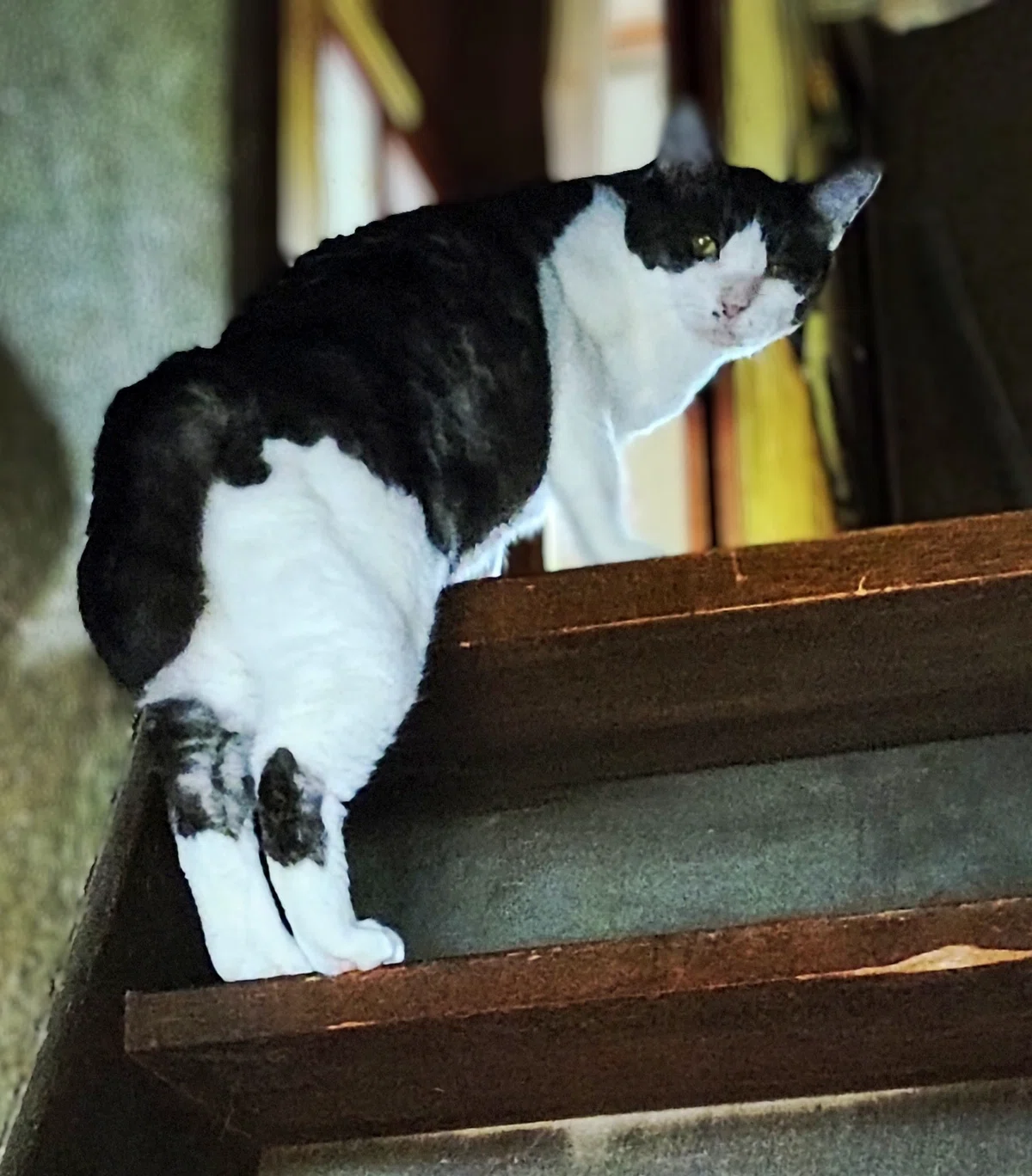写真日記 7/22 にゃんにゃんの日｜ゆみ