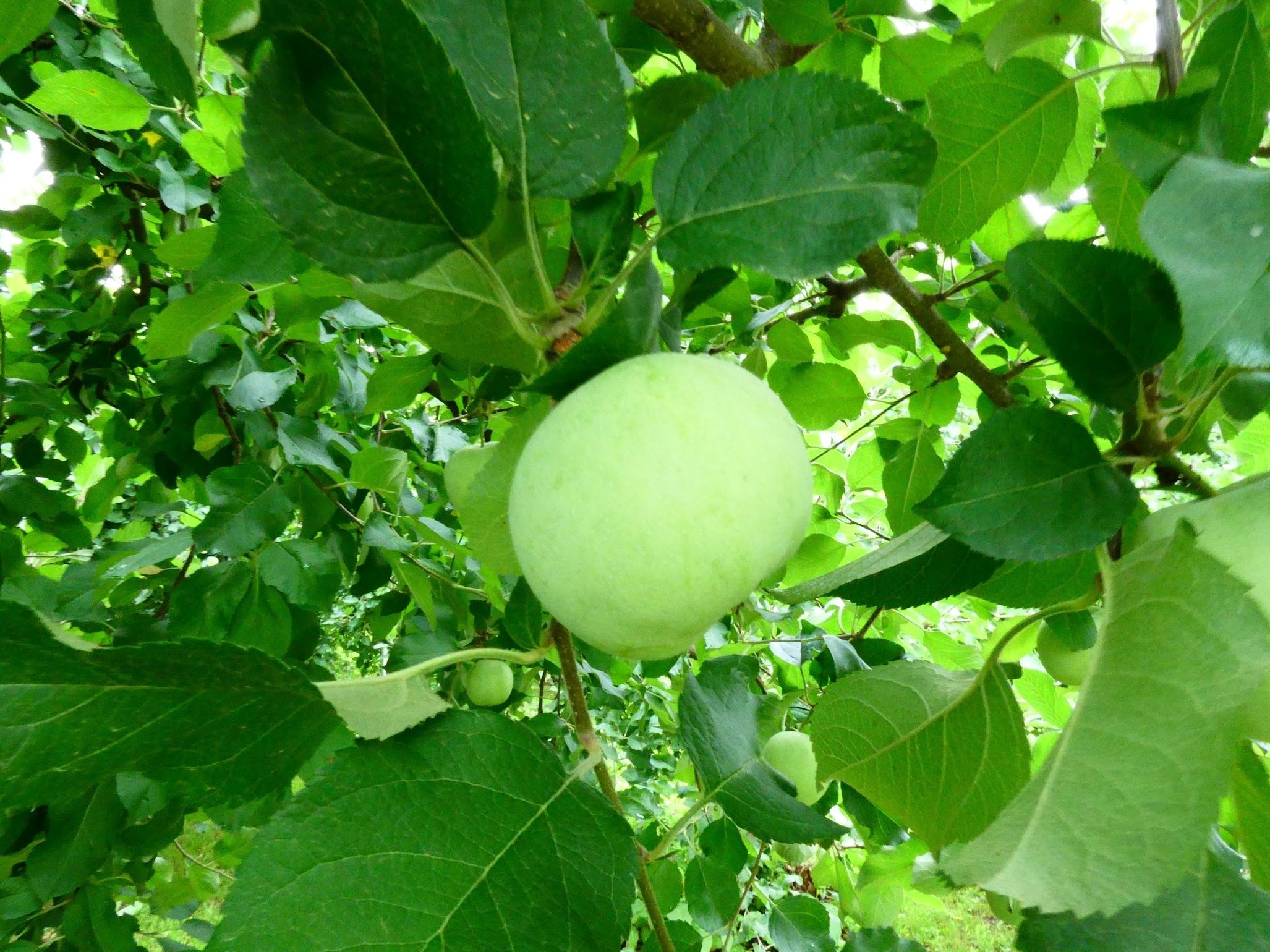 リンゴページ リンゴの軽さと2倍固定スコープ】T-MINIMUM 2×28mm 正規品