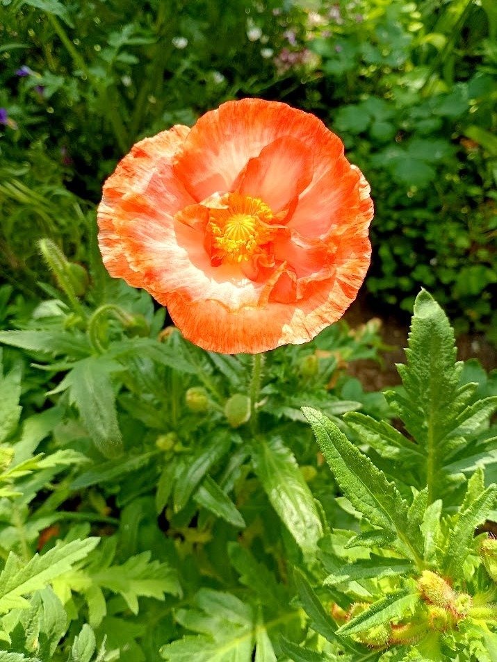 種まきした半年後、美人の虞美人草が咲いたので絵を描くよ。｜かじよこ