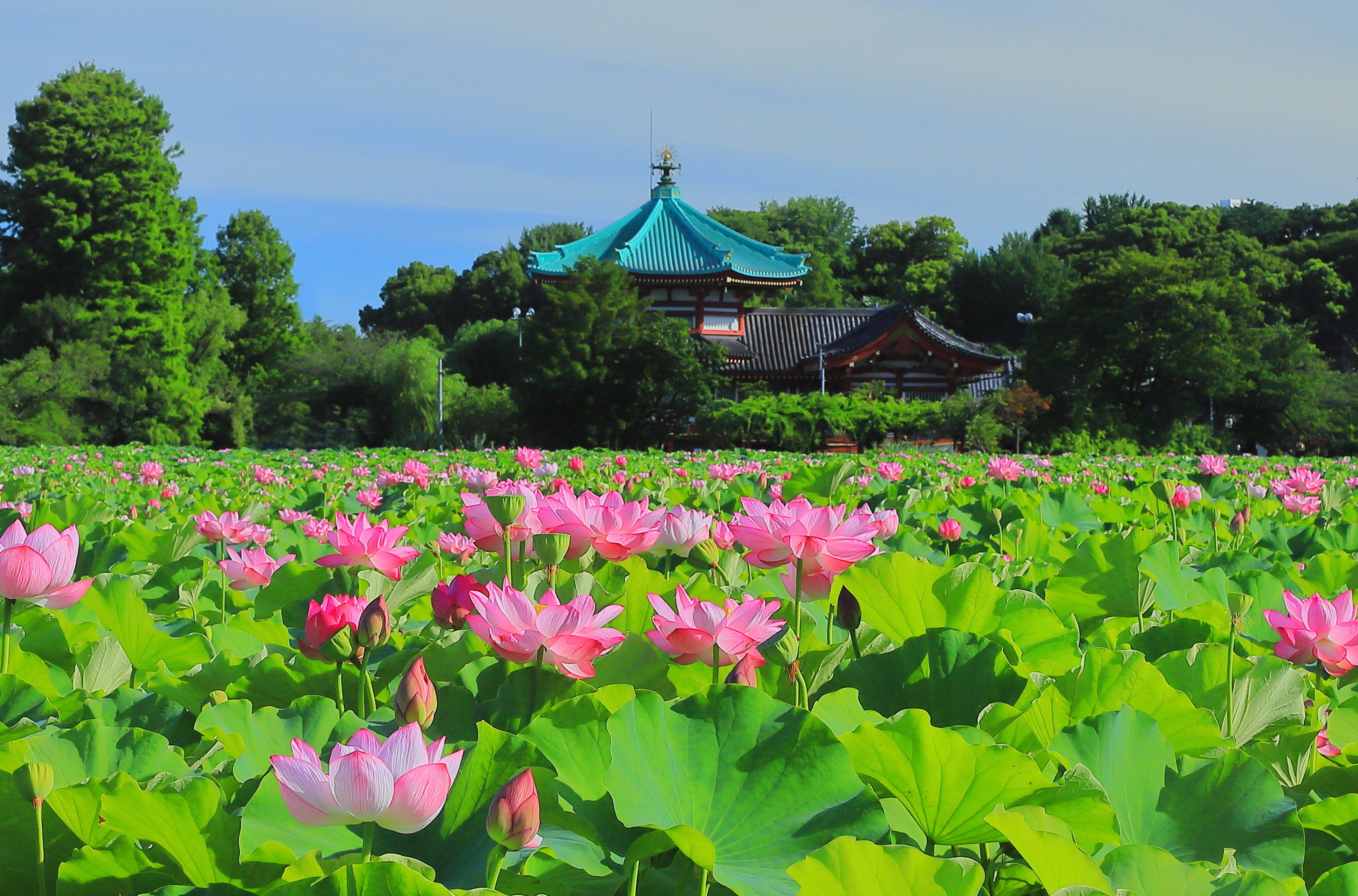 不忍池の蓮と風鈴 夏の涼を彩る、日本の原風景｜HNカルテット