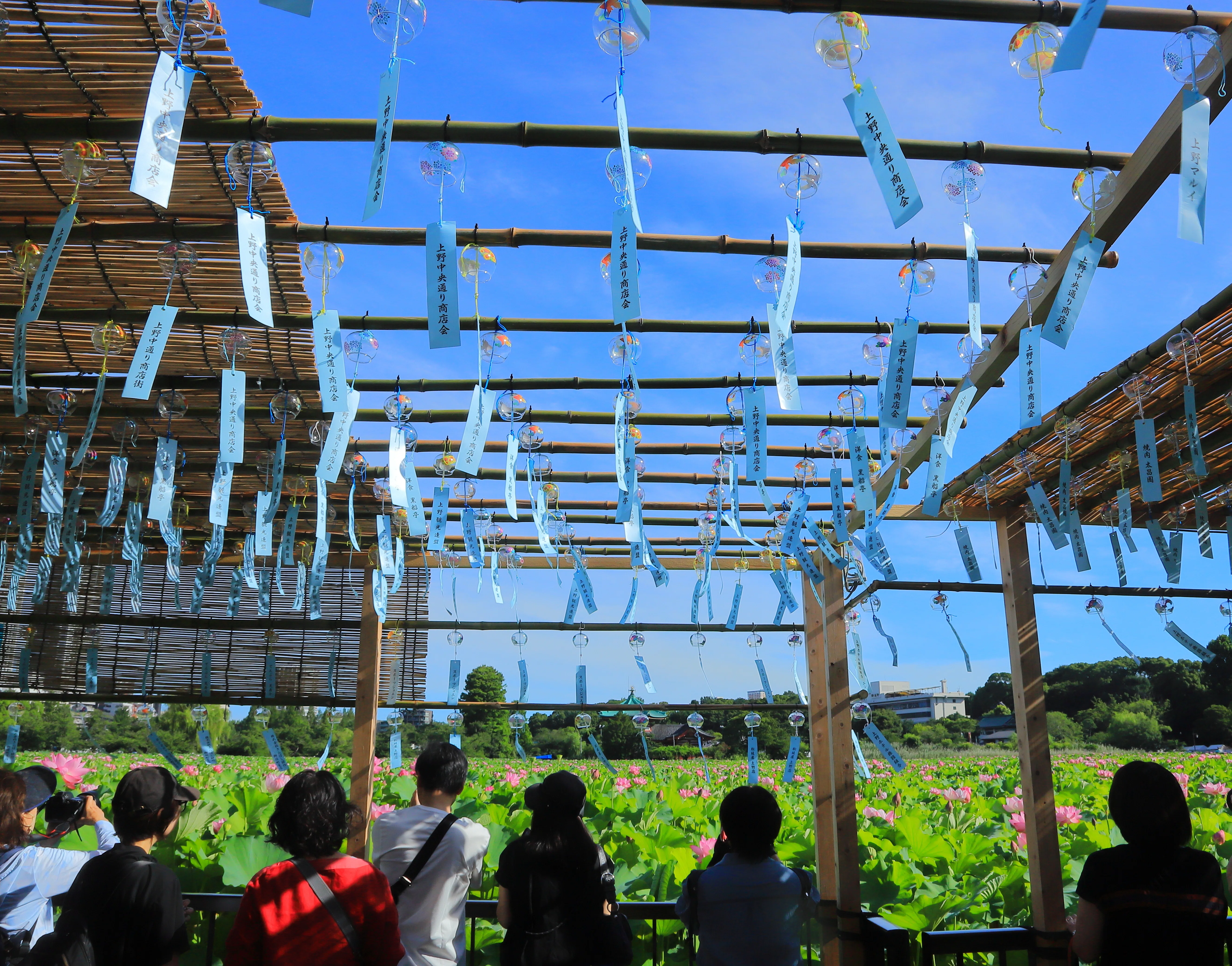 不忍池の蓮と風鈴 夏の涼を彩る、日本の原風景｜HNカルテット