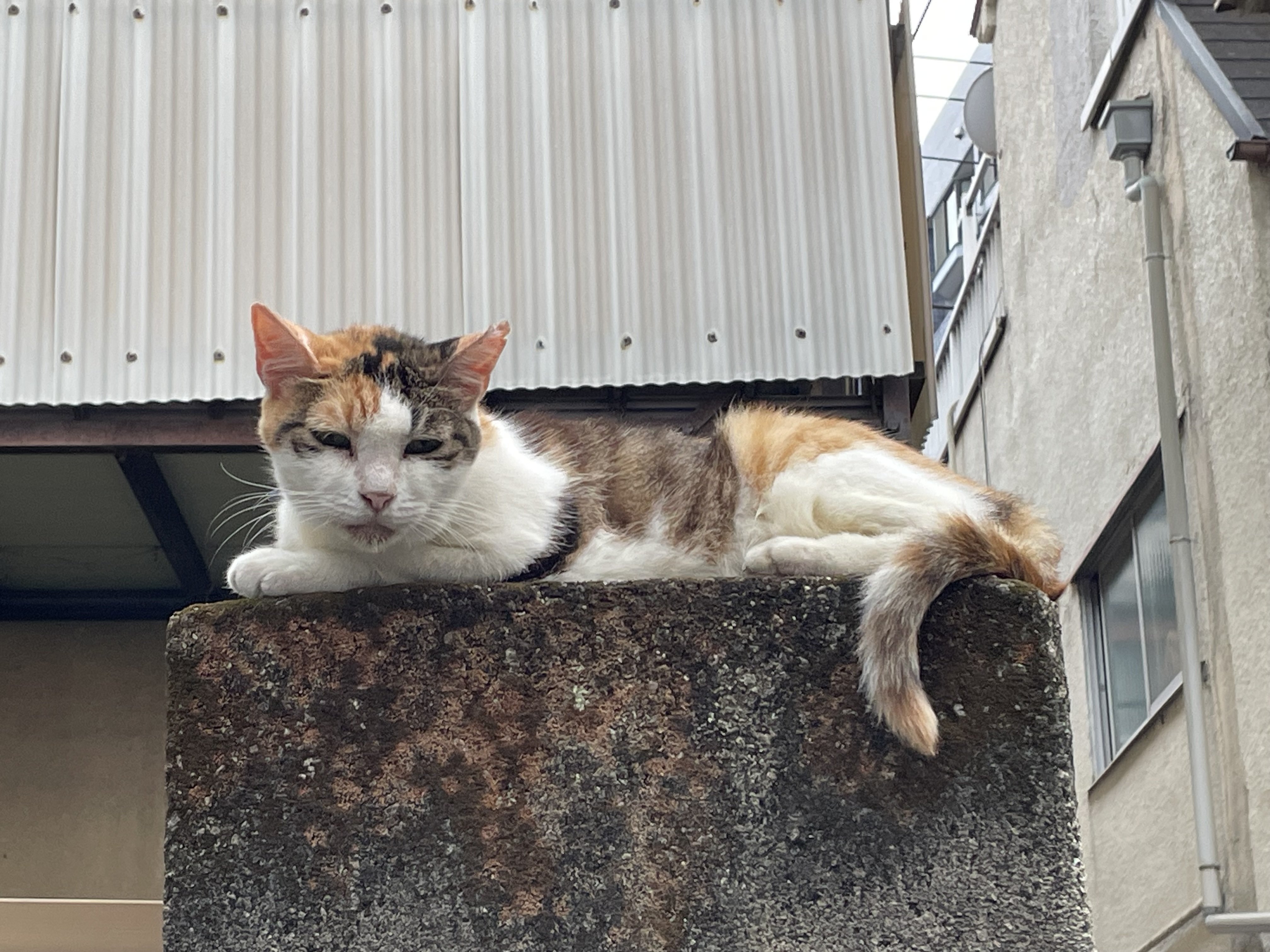 神猫 2025.07.22 门神三花猫｜緋