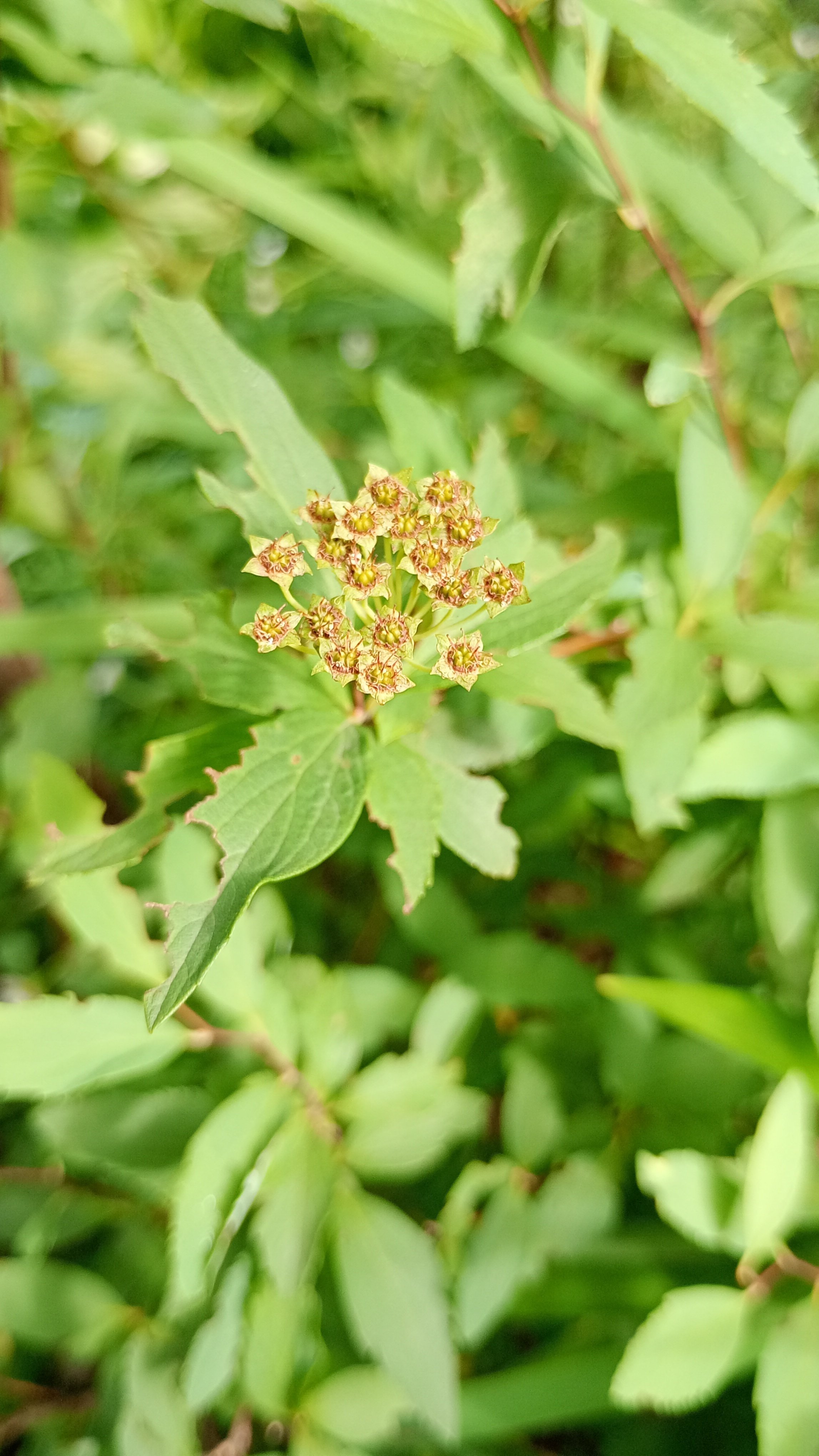 教材になる植物 1 校内編 学校園芸百科 (7) 原色園芸植物図鑑 1 (コンパクト版 7) |本 | 通販 | Amazon