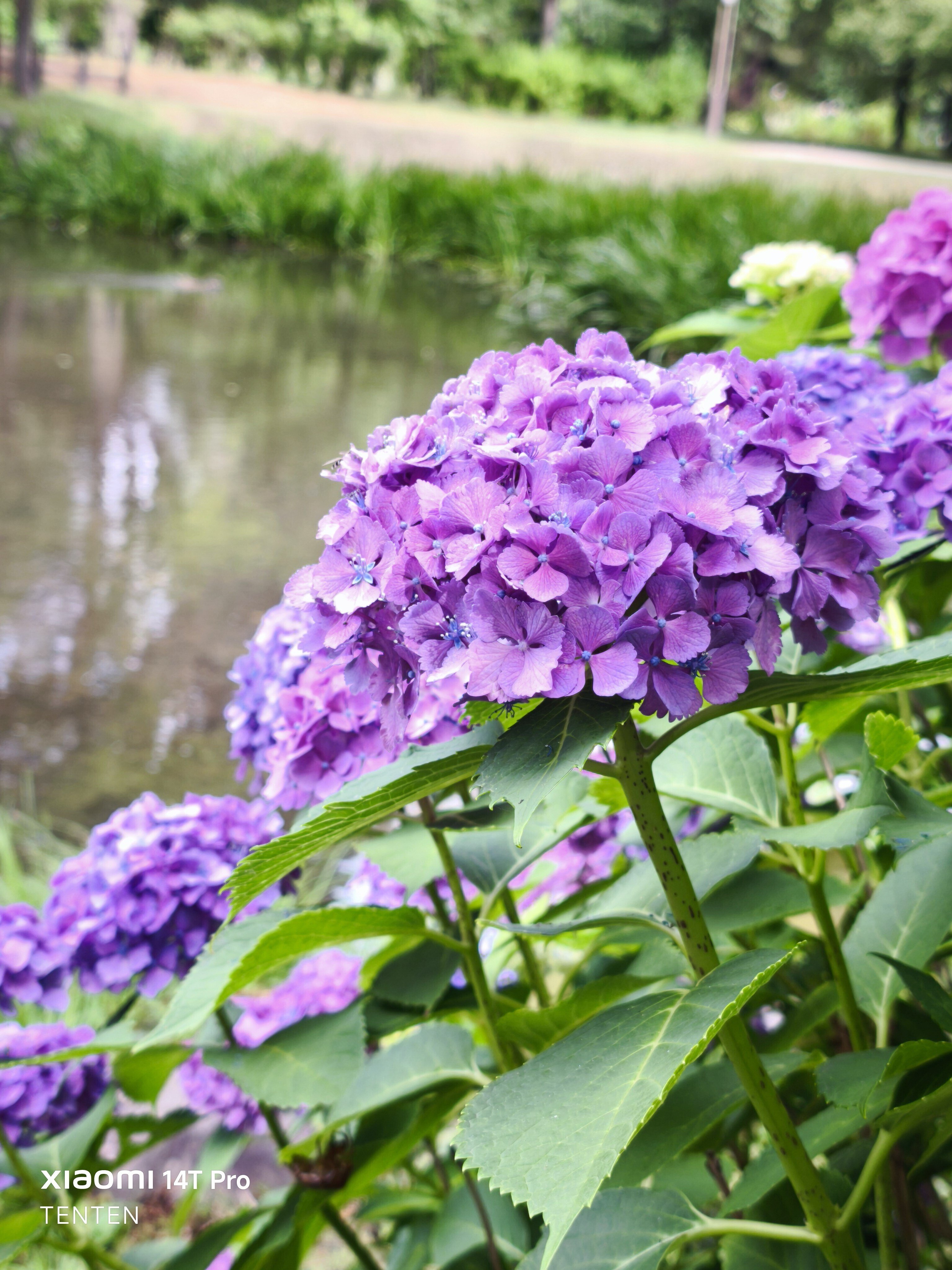 中島公園の紫陽花と、午後のデザート（2025年7月20日）｜てんてん