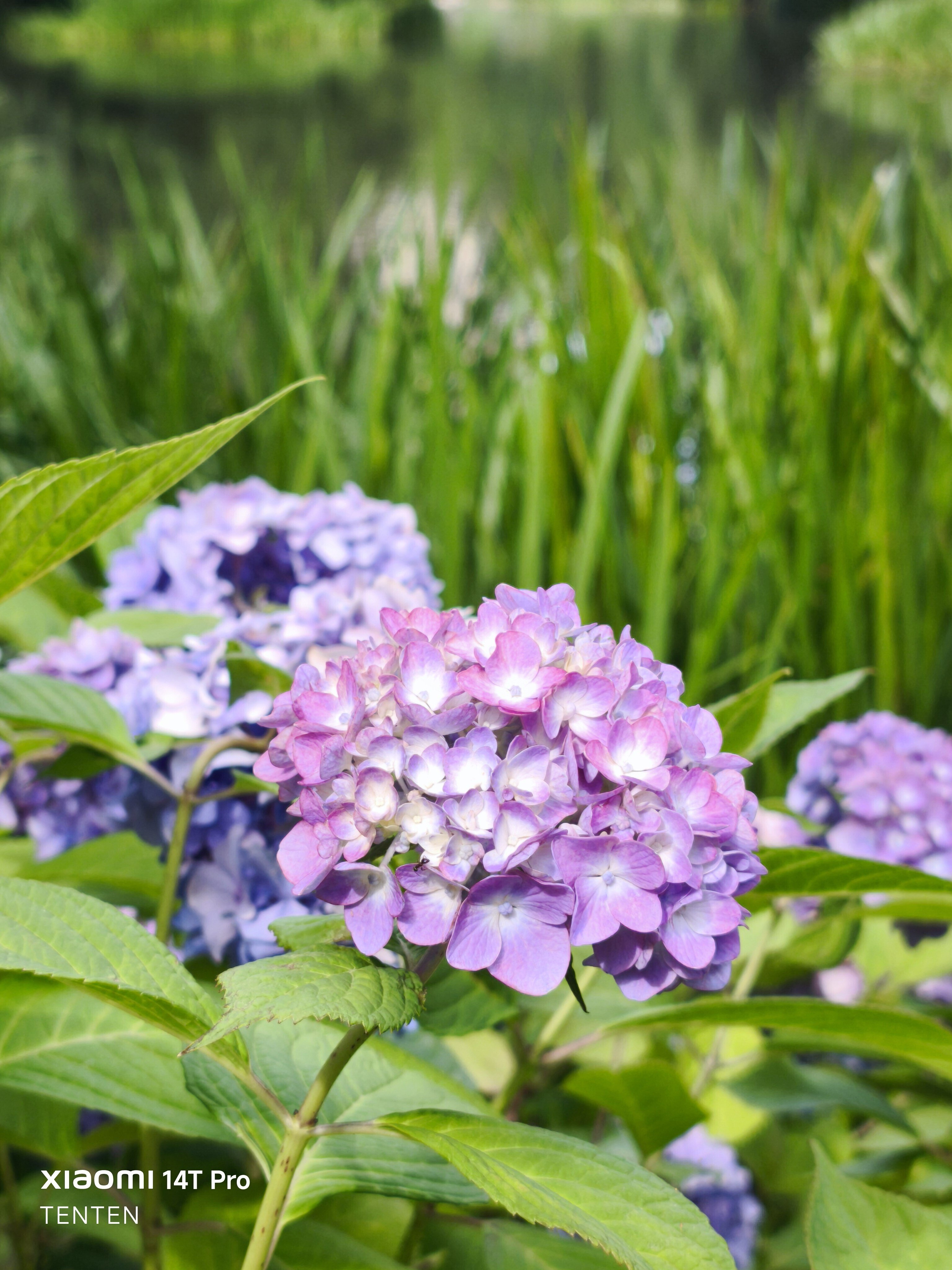 中島公園の紫陽花と、午後のデザート（2025年7月20日）｜てんてん