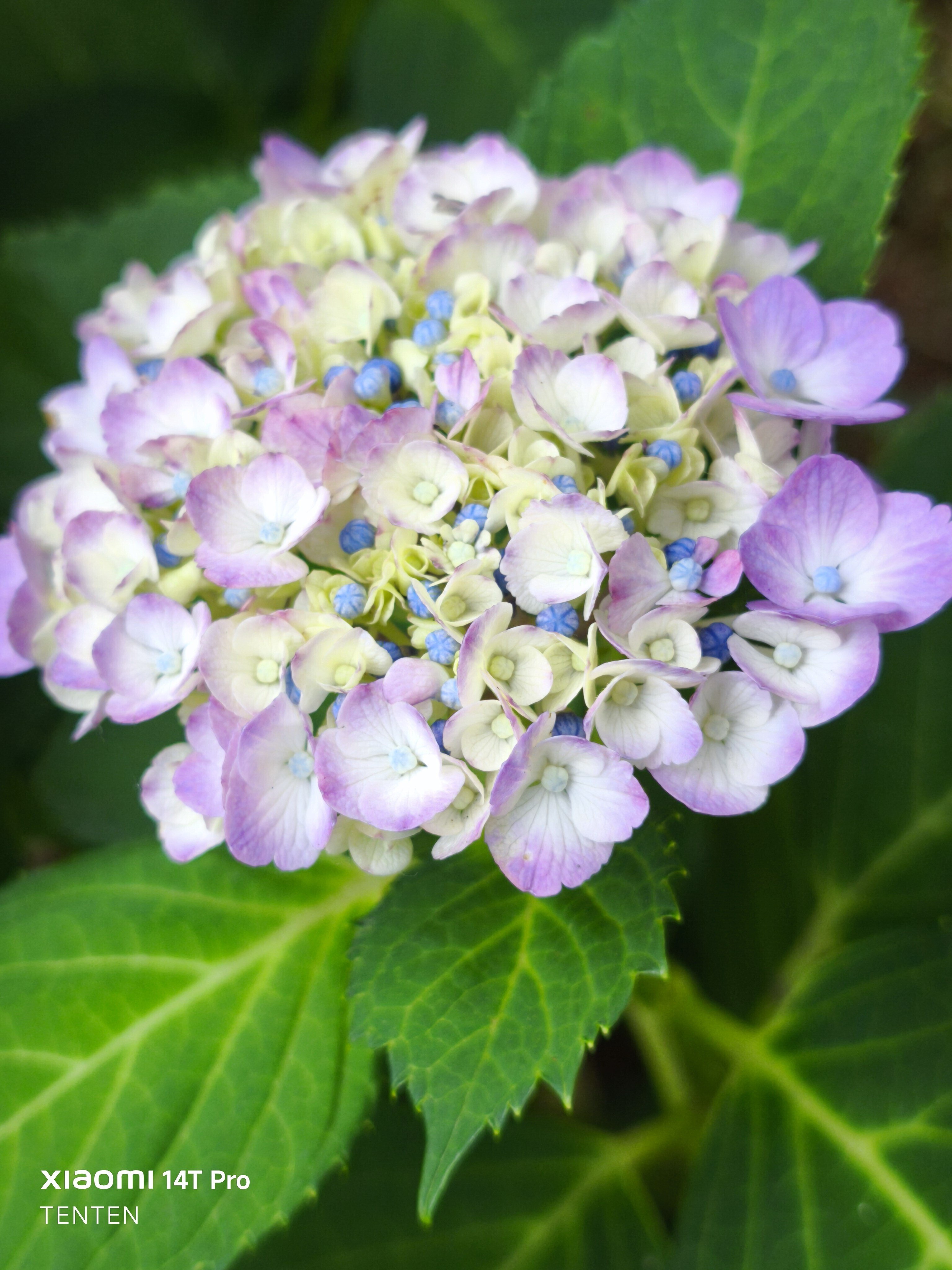中島公園の紫陽花と、午後のデザート（2025年7月20日）｜てんてん