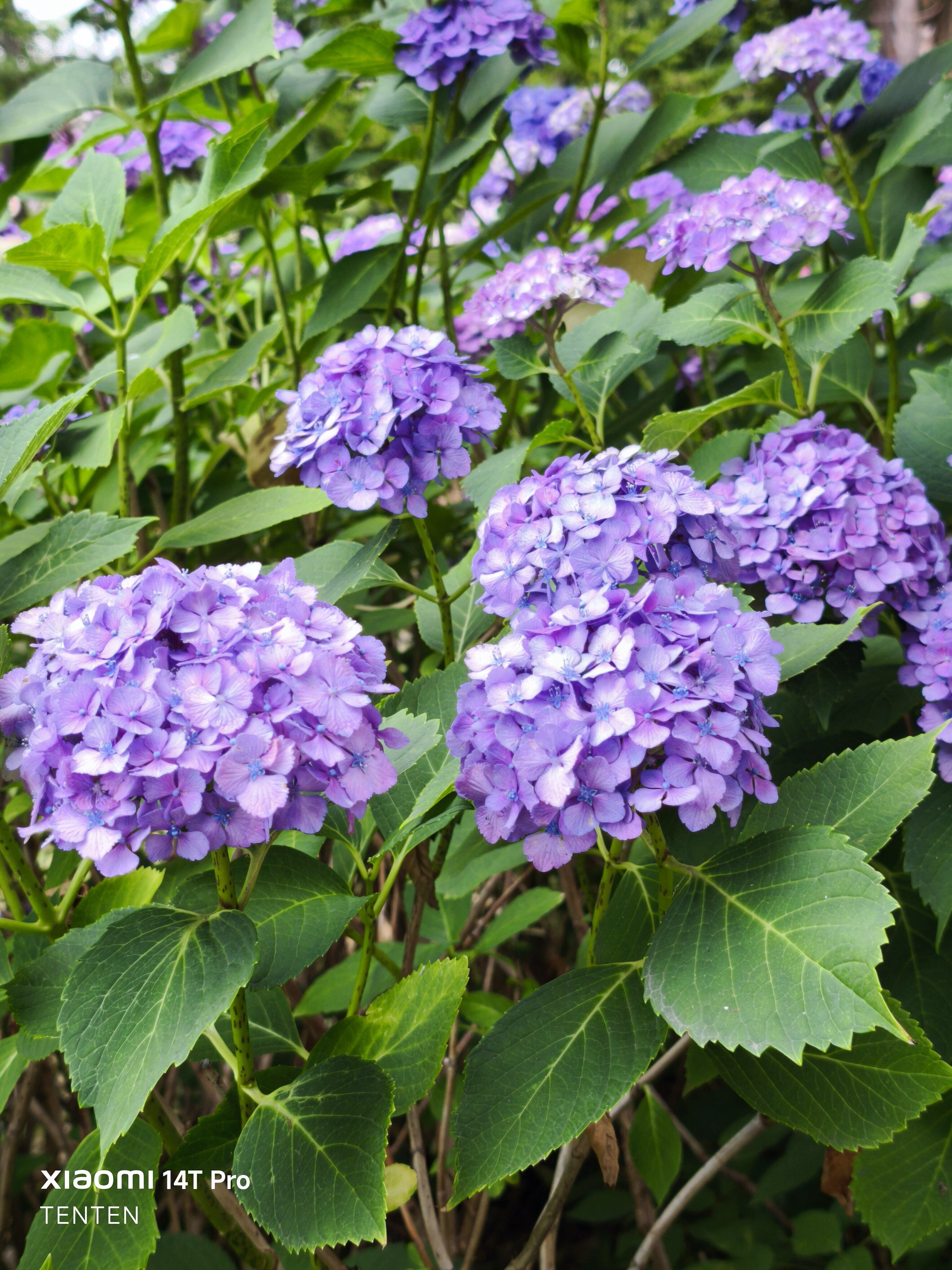 中島公園の紫陽花と、午後のデザート（2025年7月20日）｜てんてん