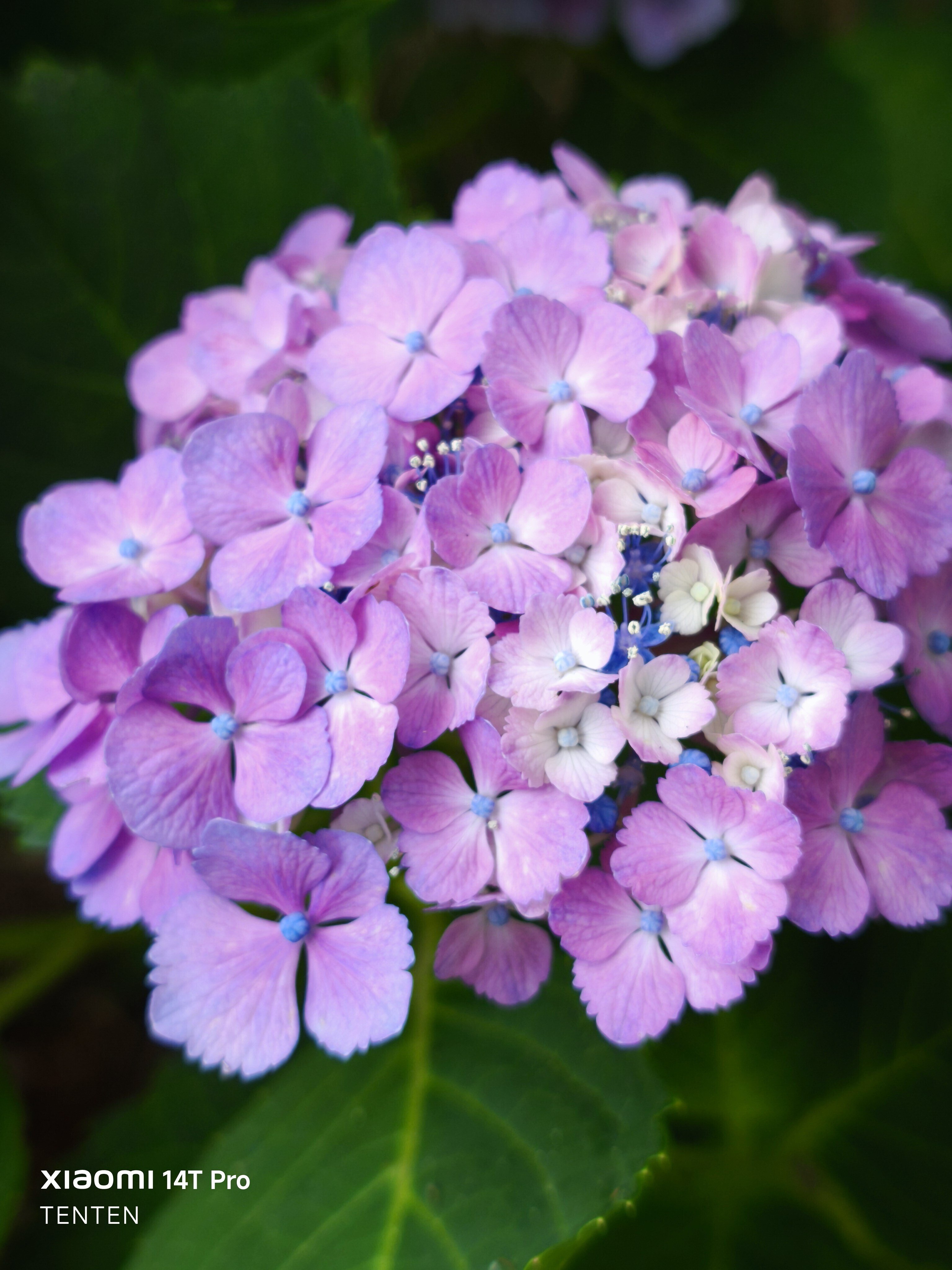 中島公園の紫陽花と、午後のデザート（2025年7月20日）｜てんてん