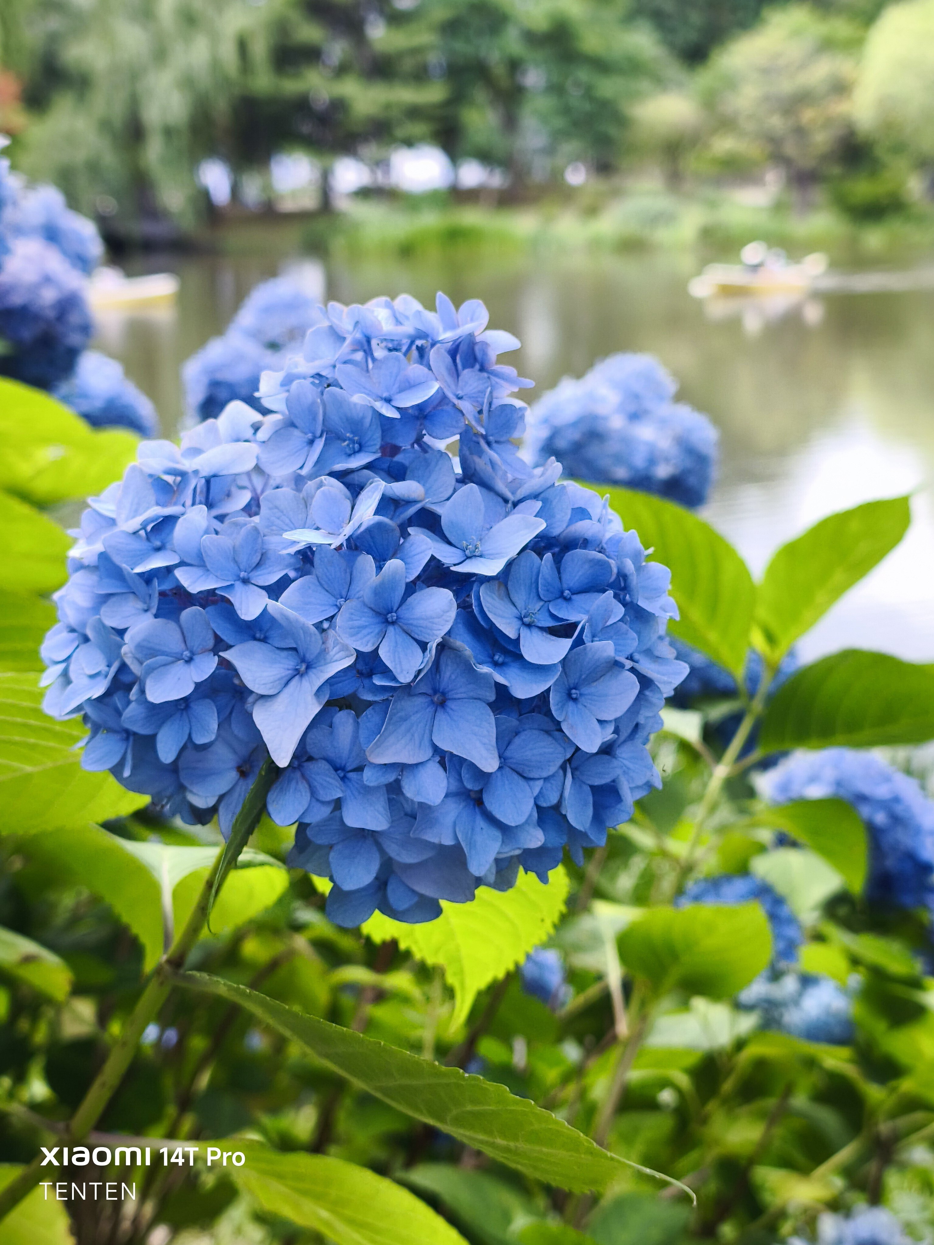 中島公園の紫陽花と、午後のデザート（2025年7月20日）｜てんてん