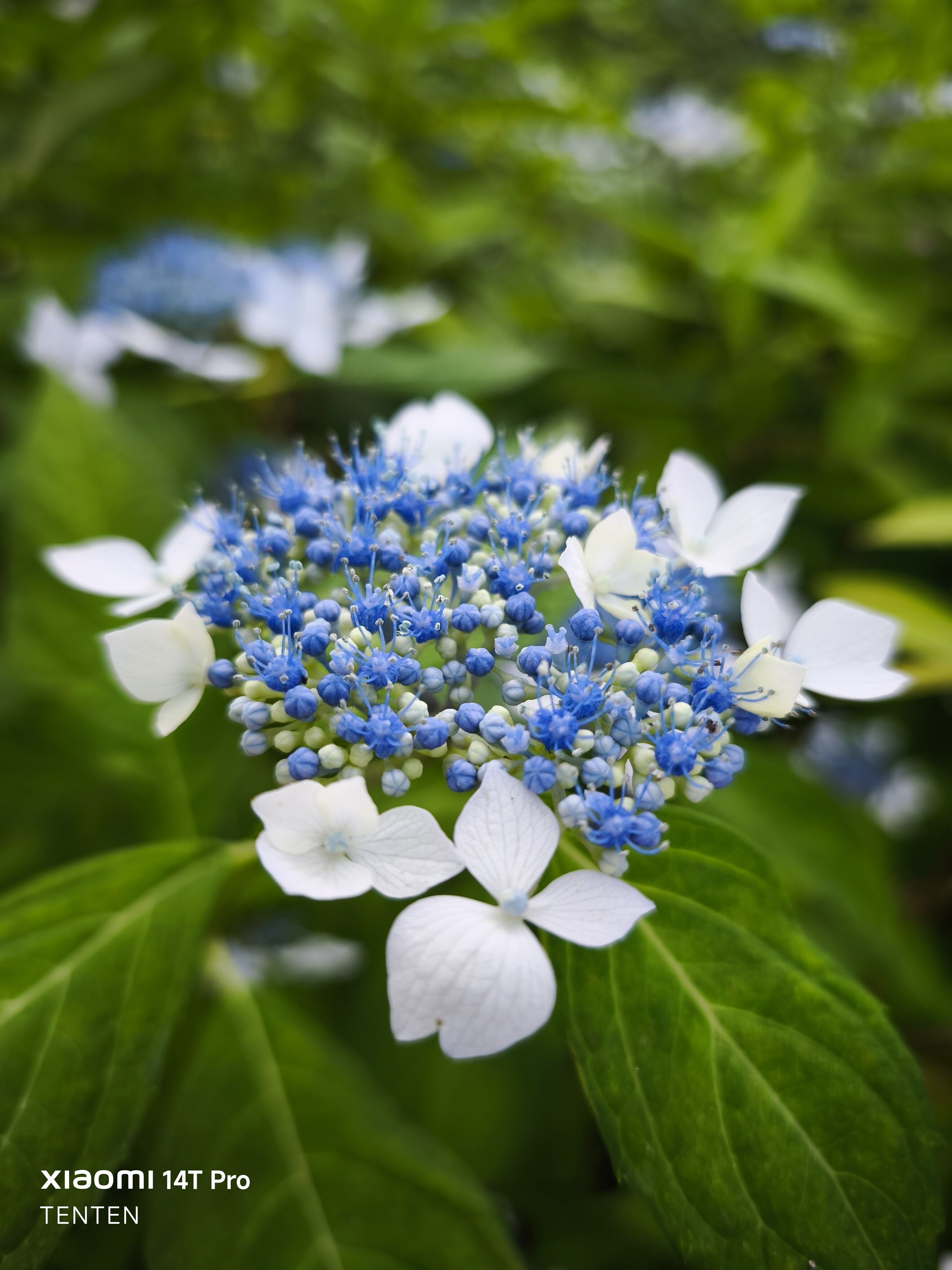 中島公園の紫陽花と、午後のデザート（2025年7月20日