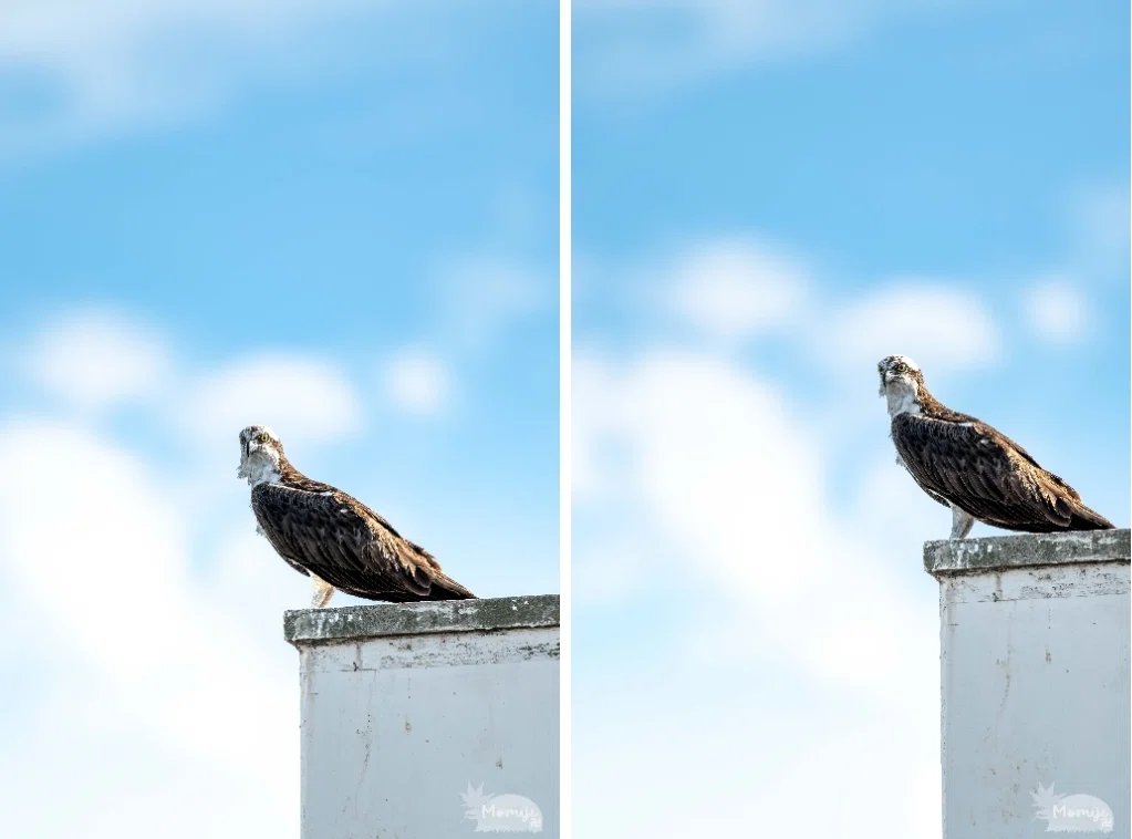 Impressions of using the Z50II + Z180-600mm [Image Stabilization and ...