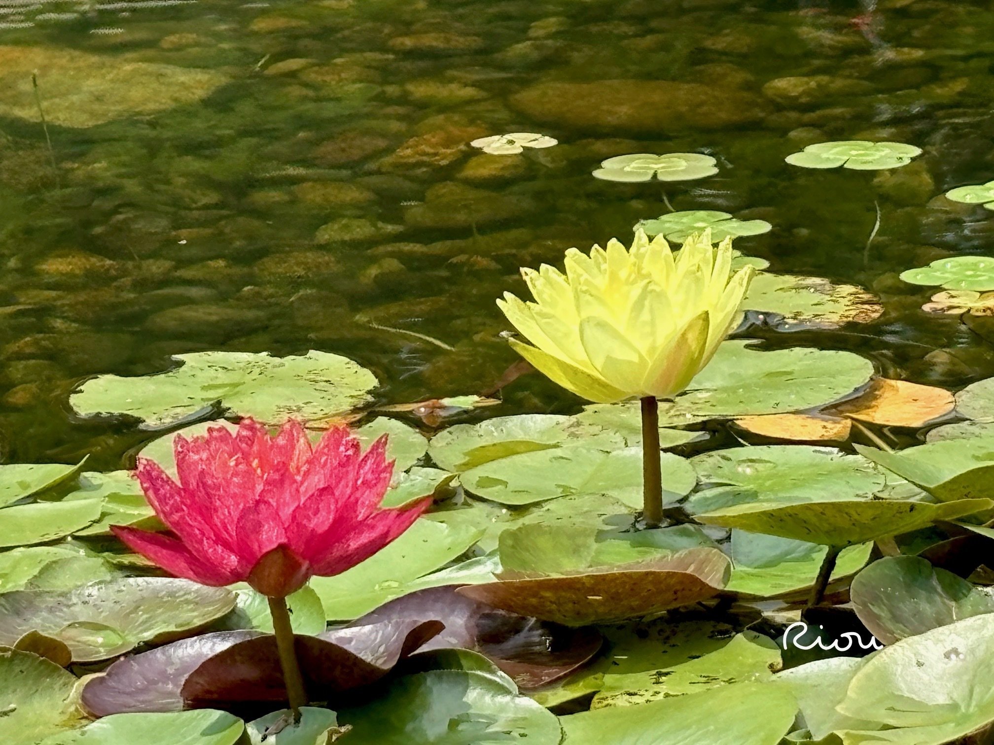 Waterlilies And Lotuses 　蓮・睡蓮　ハス　スイレン 睡蓮（スイレン）と蓮（ハス）の違いはなに？見わけ方を解説